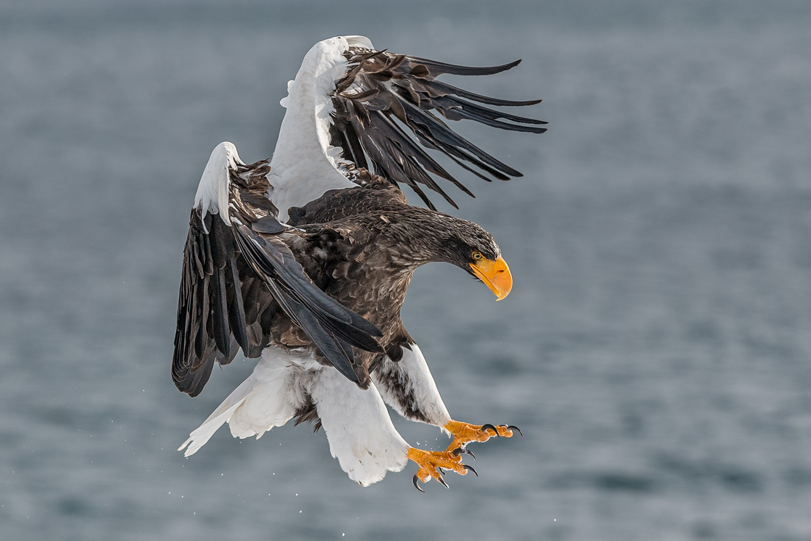 Nikon D800E + Nikon AF-S Nikkor 300mm F2.8G ED VR II sample photo. Steller eagle photography