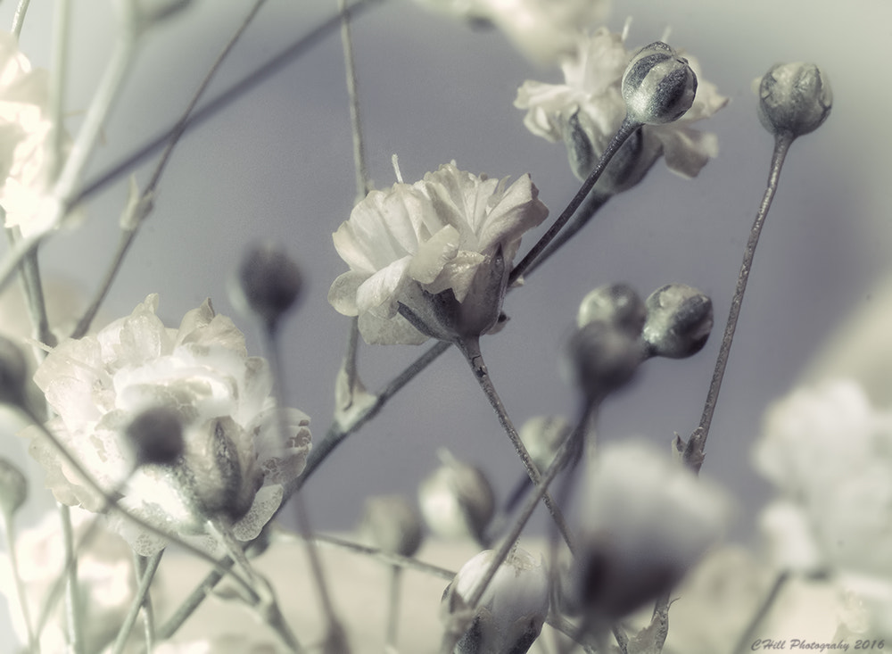 Canon EOS 650D (EOS Rebel T4i / EOS Kiss X6i) sample photo. Winter flower photography