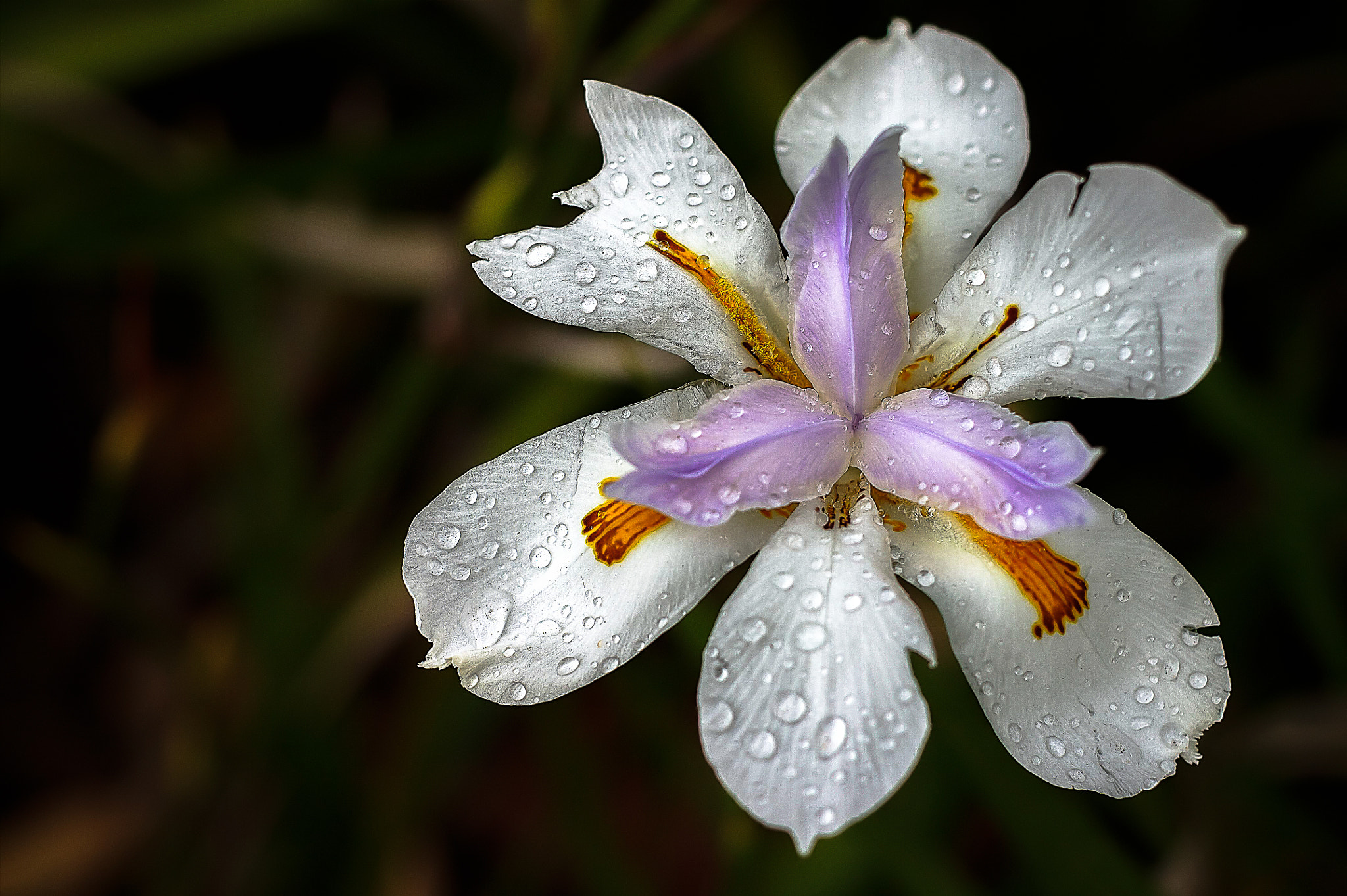 Canon EF 40mm F2.8 STM sample photo. Iris (of ) photography