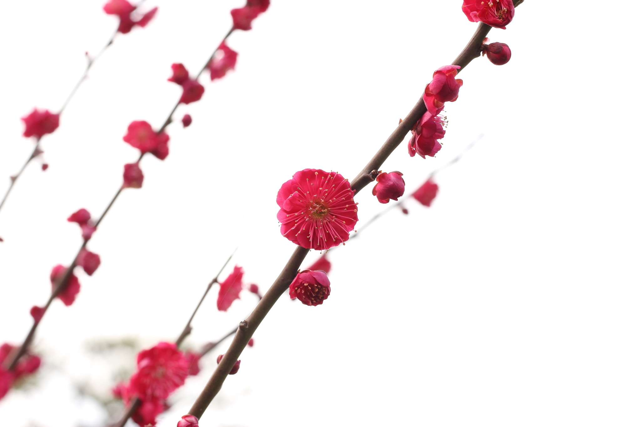 Canon EOS 100D (EOS Rebel SL1 / EOS Kiss X7) sample photo. Red blossom photography