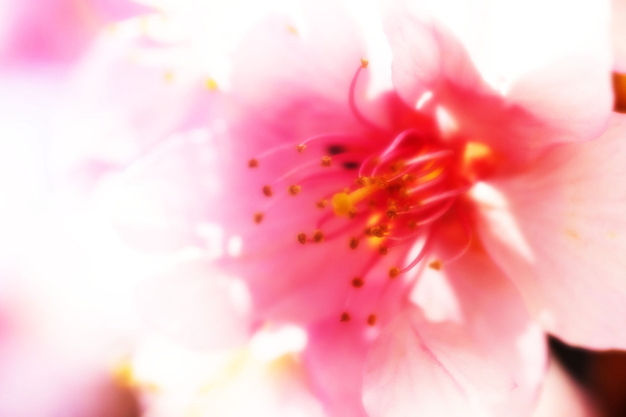 Panasonic Lumix G Macro 30mm F2.8 ASPH Mega OIS sample photo. Kawazu cherry tree photography