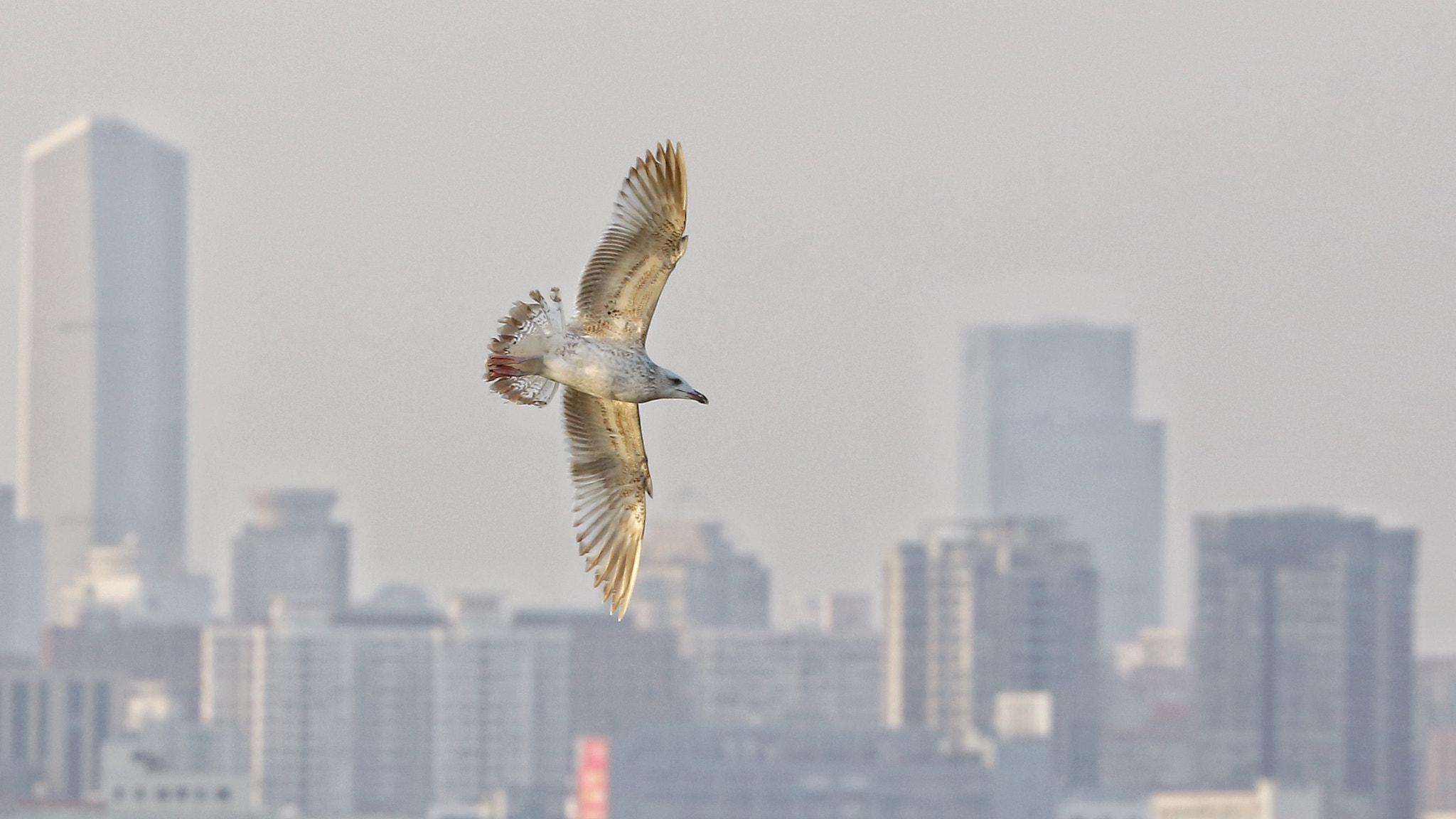 Canon EF 70-300mm F4-5.6L IS USM sample photo