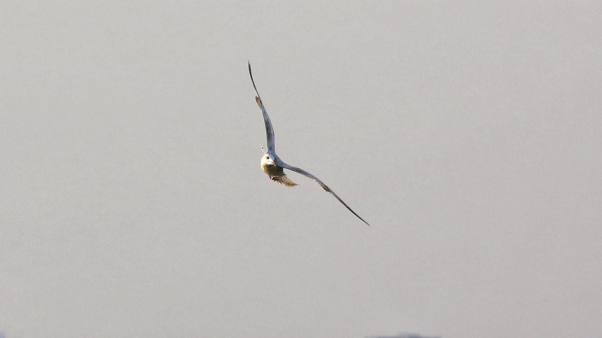 Canon EF 70-300mm F4-5.6L IS USM sample photo