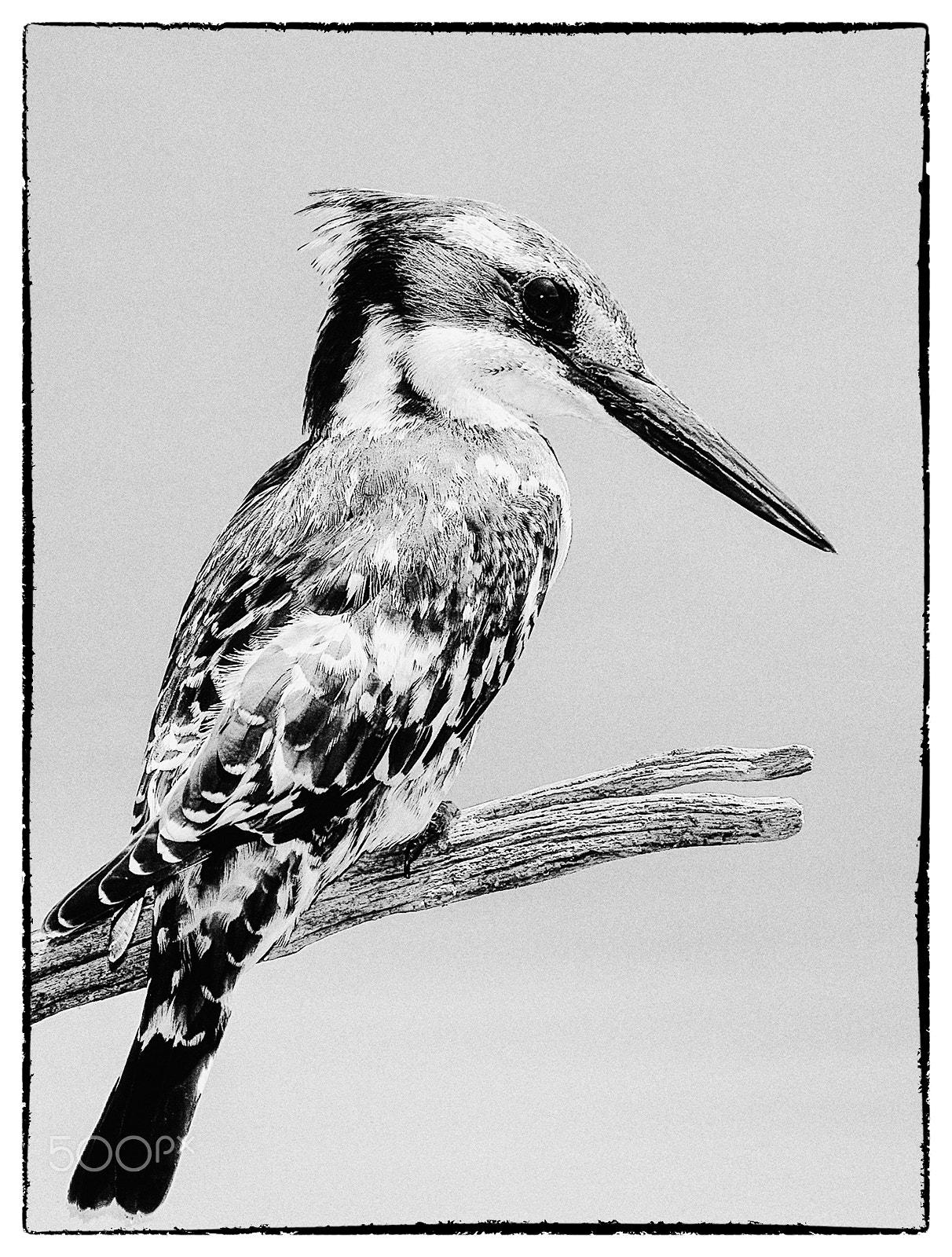 Canon EOS 5D + Canon EF 400mm F5.6L USM sample photo. Perching pied kingfisher photography