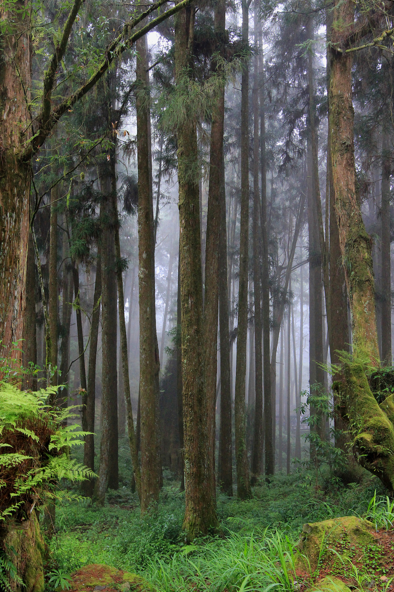 Canon EOS 60D + Canon EF 300mm f/2.8L sample photo. Alishan in the fog photography