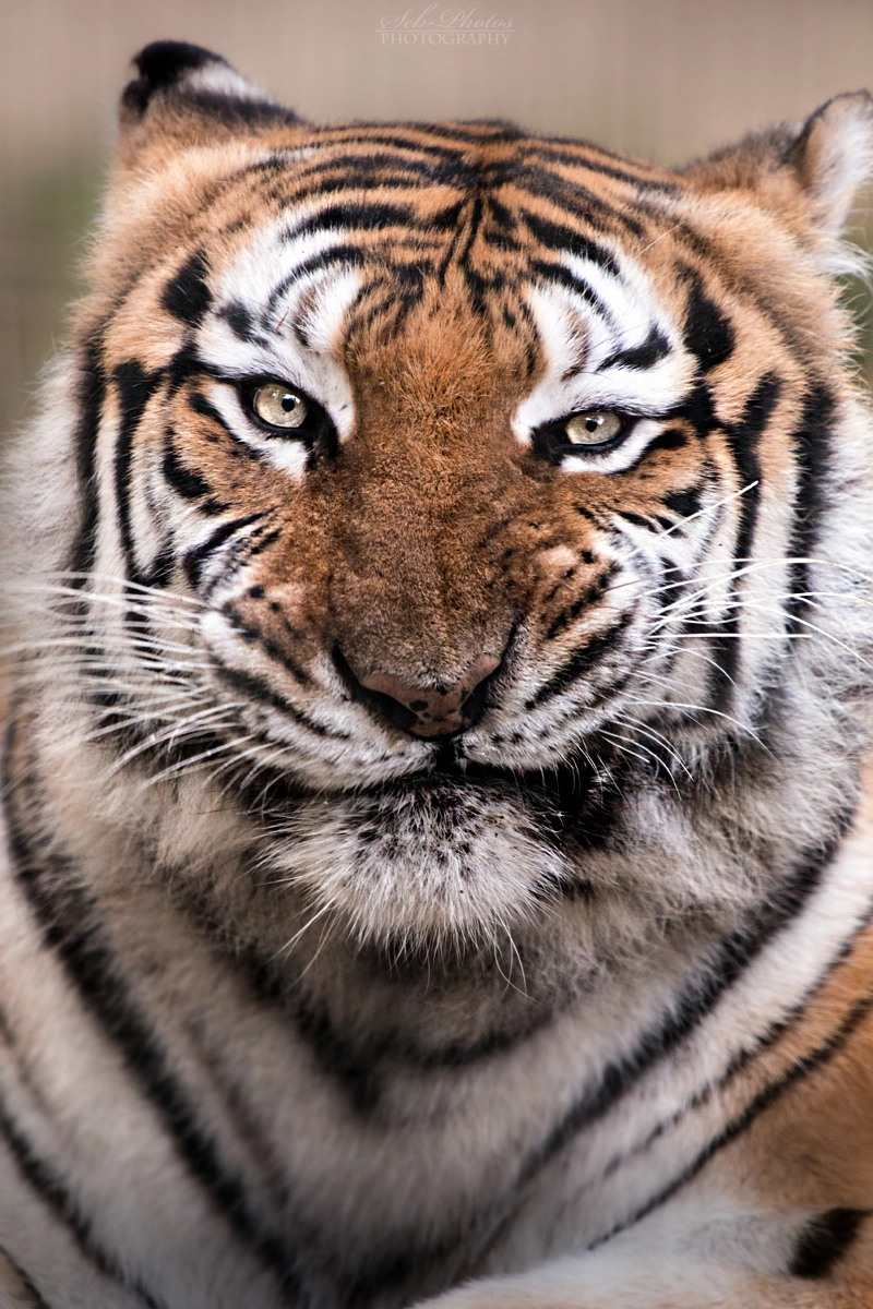 Canon EF 300mm F2.8L IS USM sample photo. Siberian tiger 2 photography