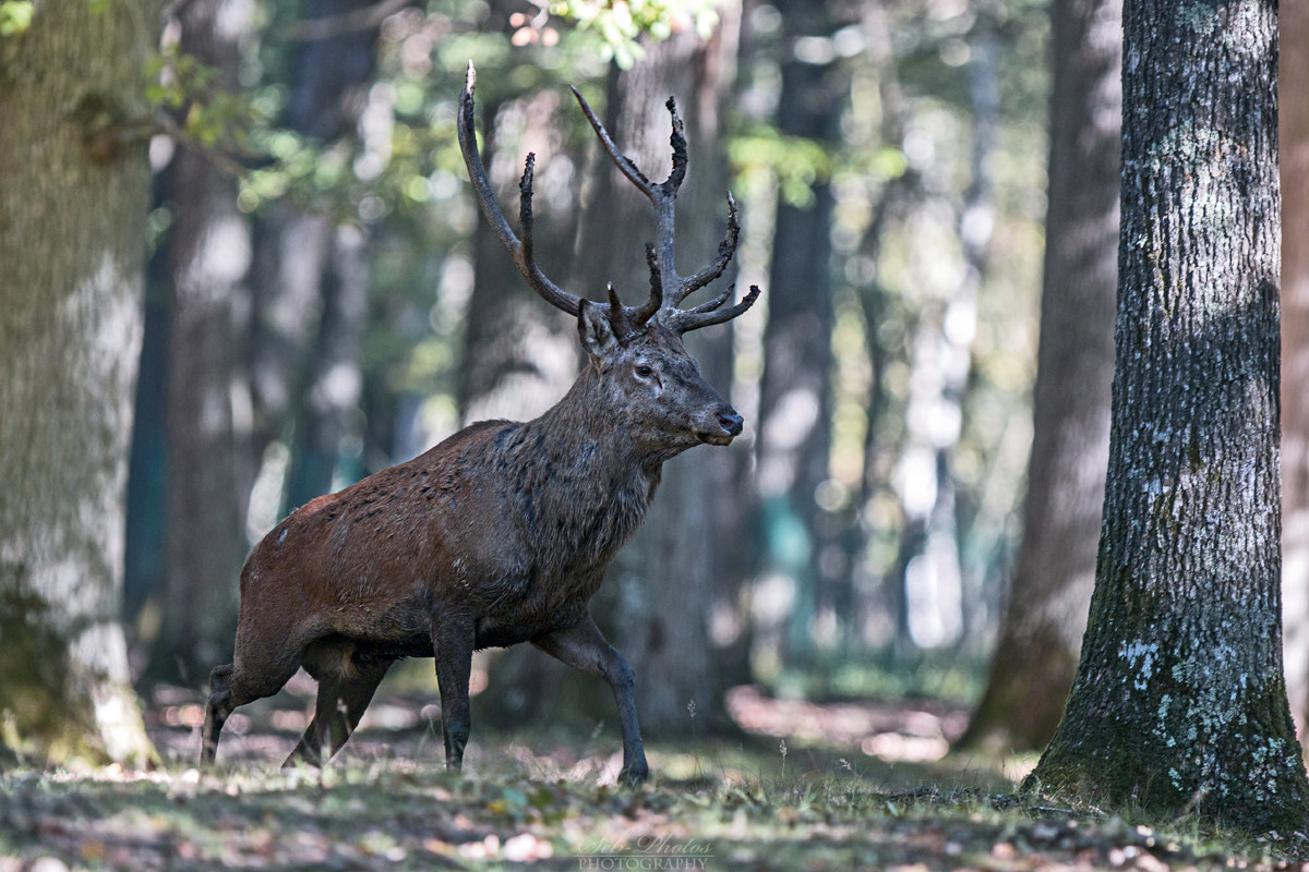 Canon EOS 70D + Canon EF 300mm F2.8L IS USM sample photo. Red deer photography