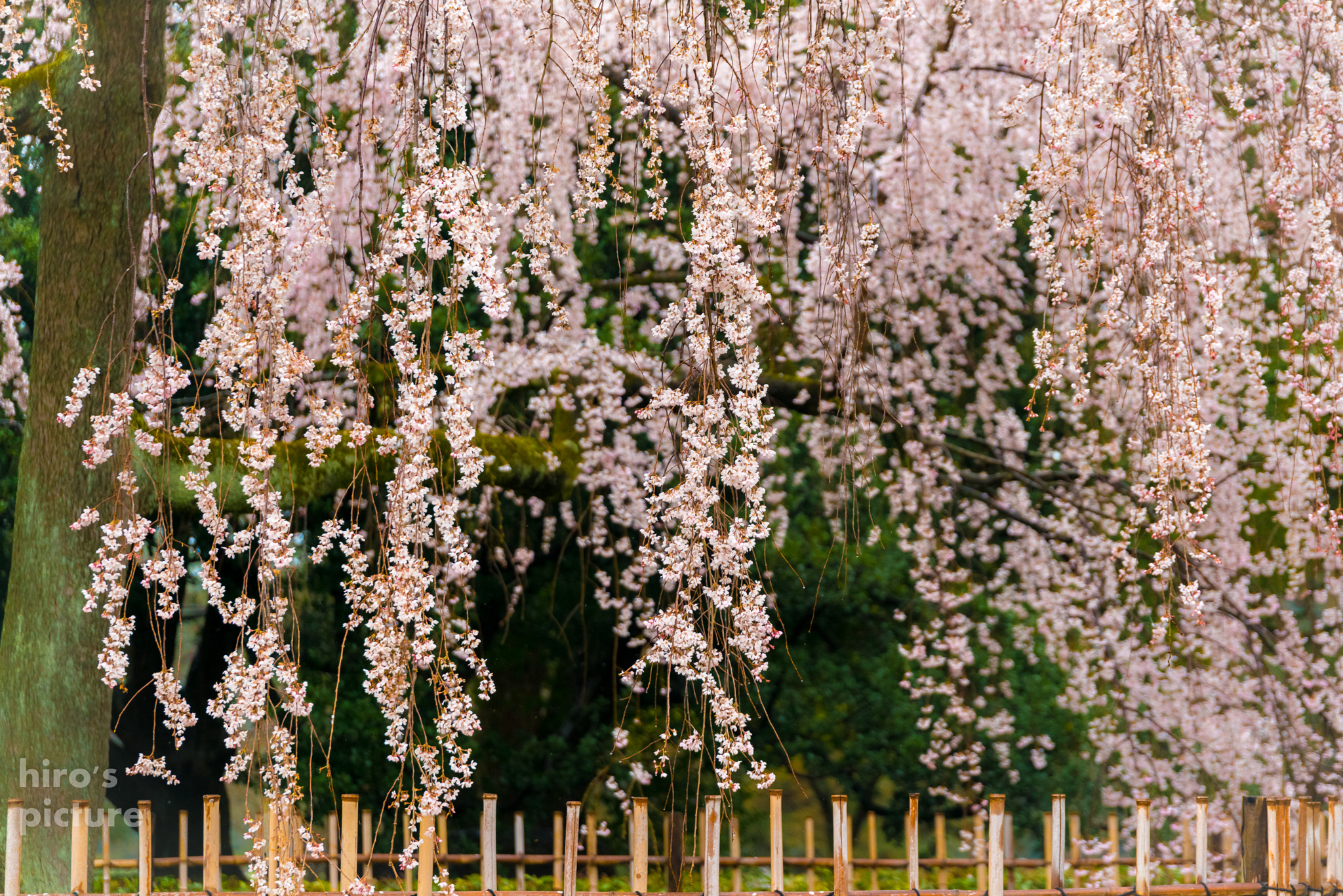 Nikon D800E + Sigma 24-105mm F4 DG OS HSM Art sample photo. Sakura photography