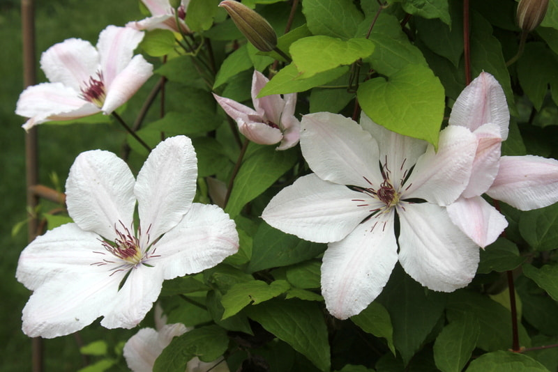 Canon EOS 60D + Tokina AT-X 280 AF Pro 28-80mm f/2.8 Aspherical sample photo. White clematis #1 photography