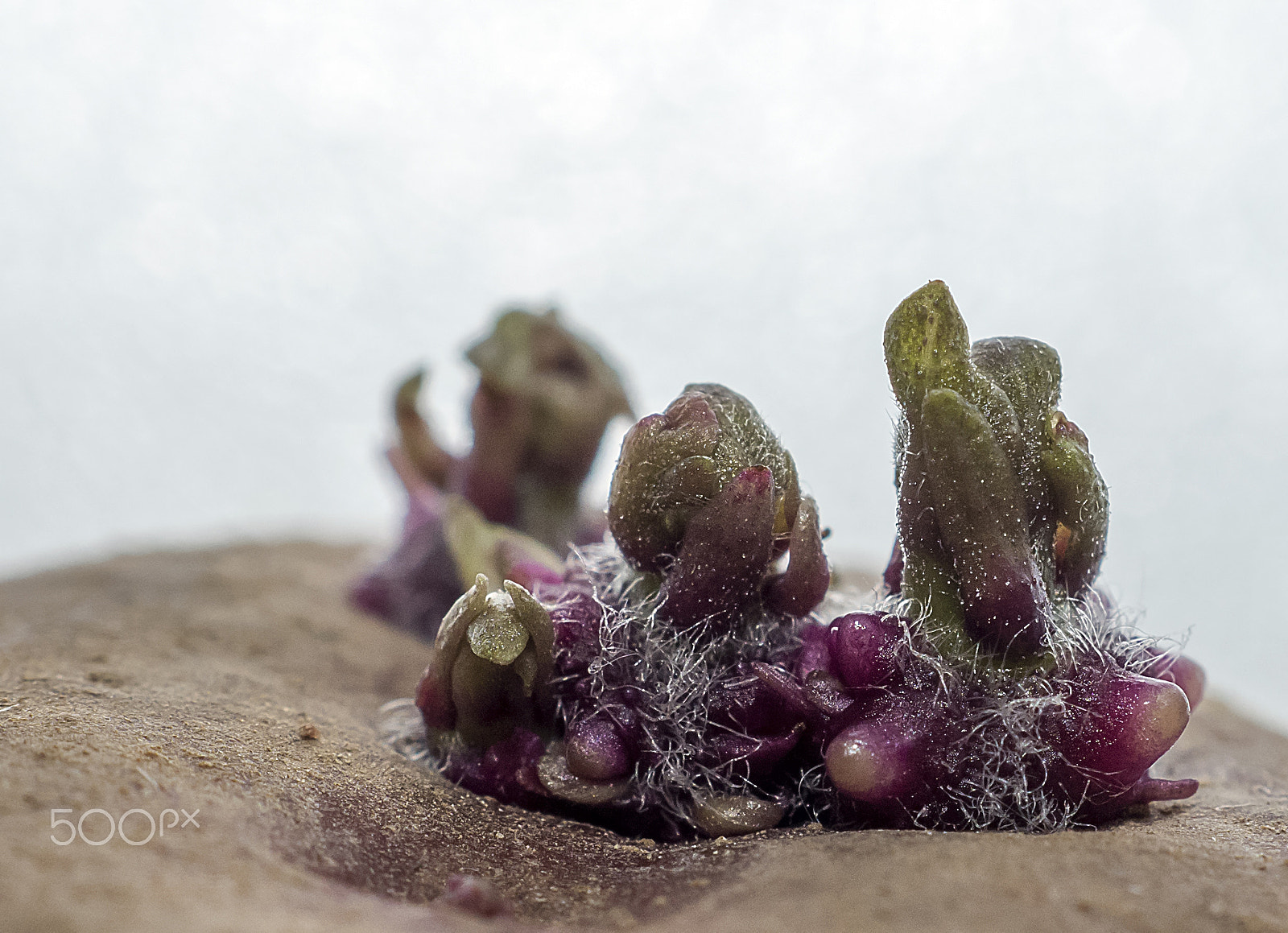 Sony SLT-A58 + Sony DT 30mm F2.8 Macro SAM sample photo. Potatoes. photography