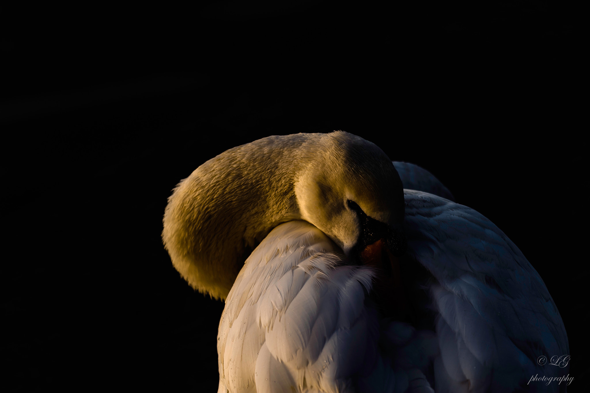 Nikon D700 + Nikon AF-S Nikkor 300mm F4D ED-IF sample photo. Cygne photography