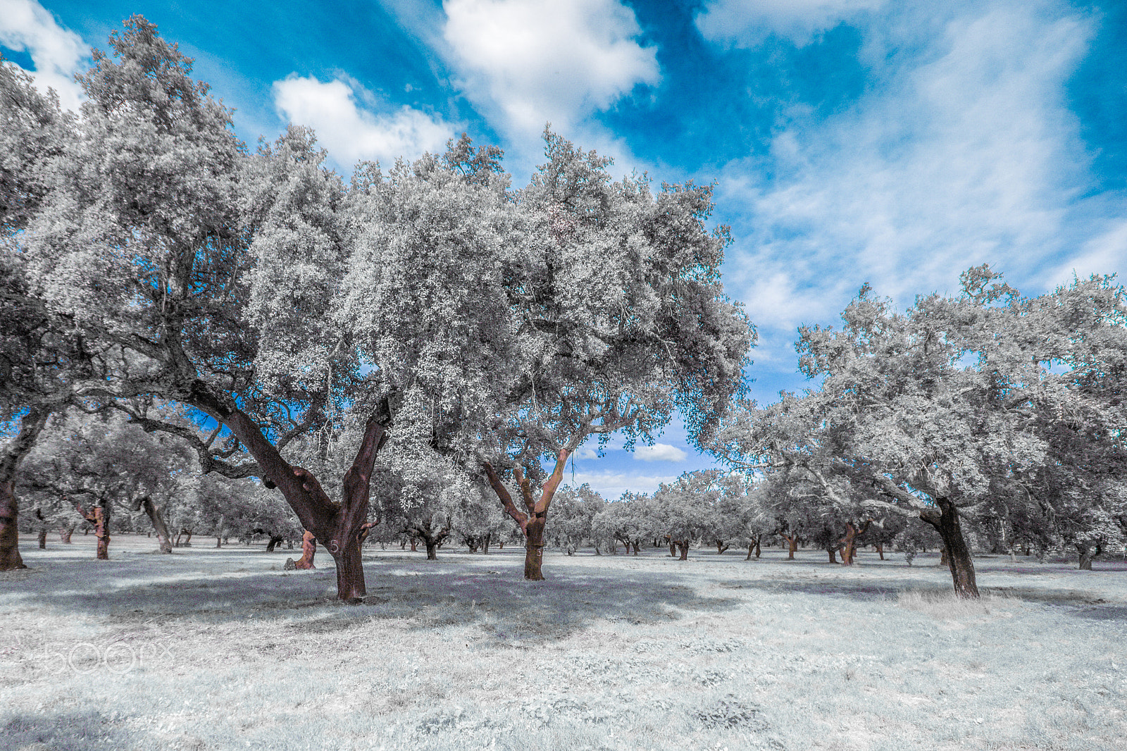 Canon EOS M + Sigma 10-20mm F4-5.6 EX DC HSM sample photo. Cork bark oak forest ir photography