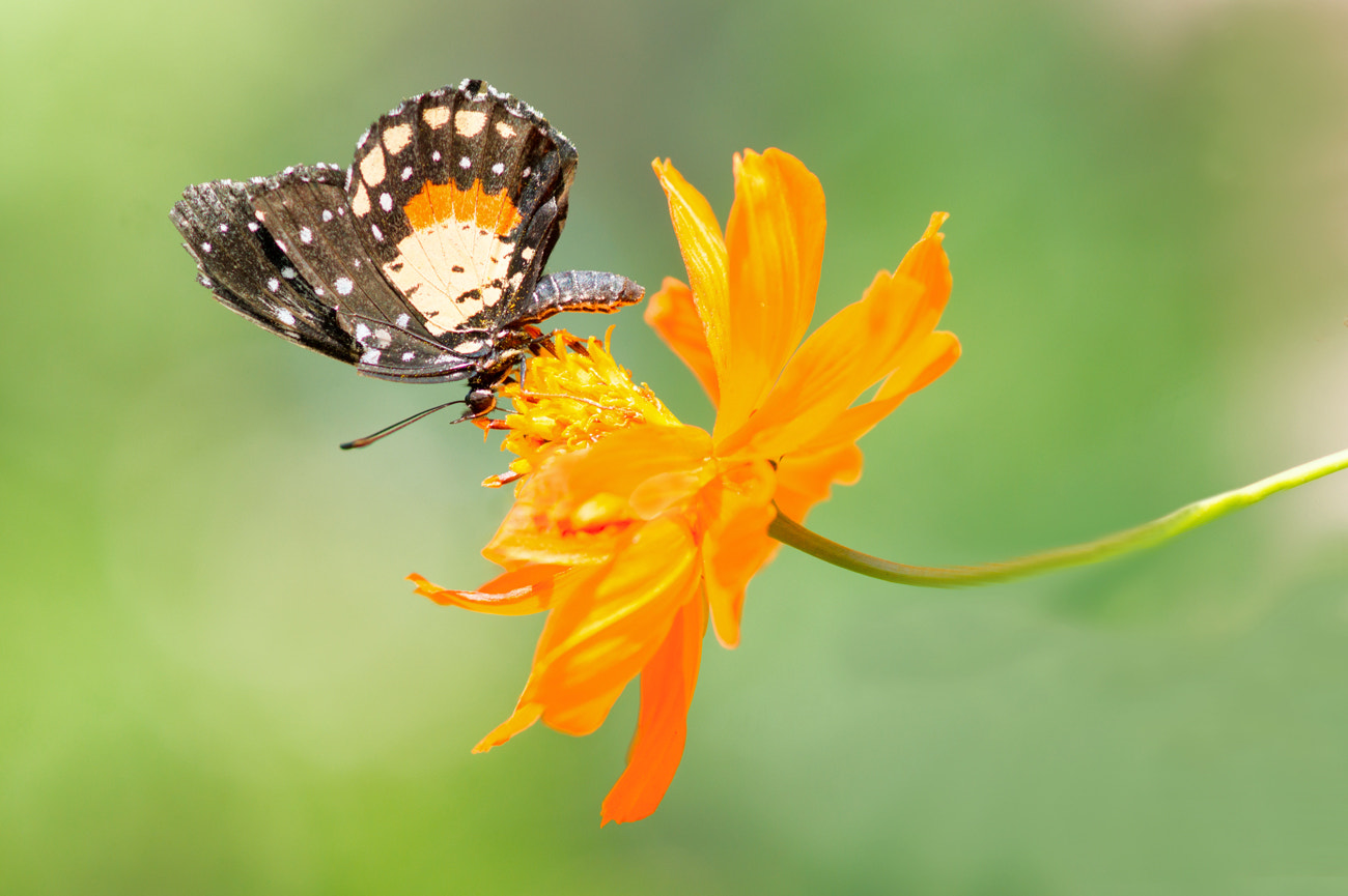 Sony Alpha DSLR-A550 + Sony 100mm F2.8 Macro sample photo. Butterfly photography