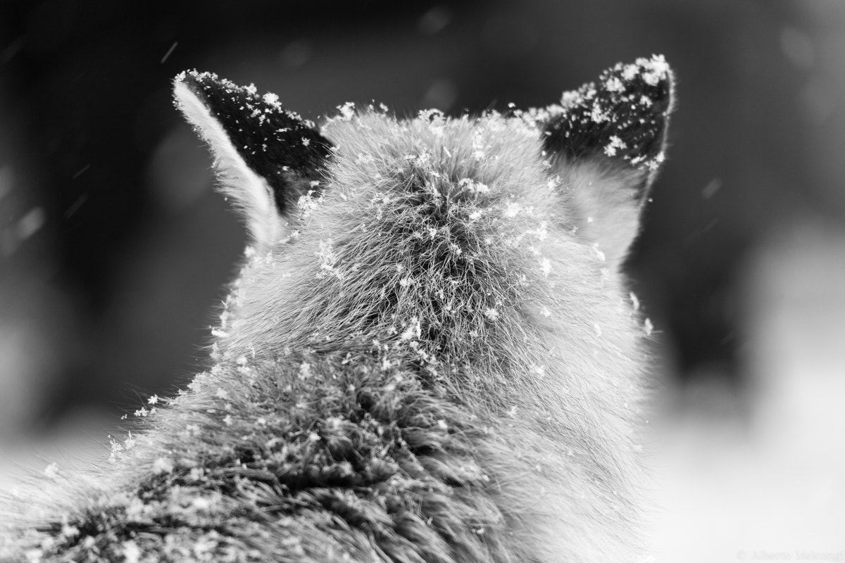 Sigma 150-500mm F5-6.3 DG OS HSM sample photo. Fox under the snow, parco nazionale gran paradiso photography