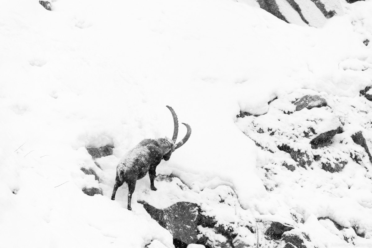 Canon EOS 5D Mark II + Sigma 150-500mm F5-6.3 DG OS HSM sample photo. Ibex, parco nazionale gran paradiso 2016 photography