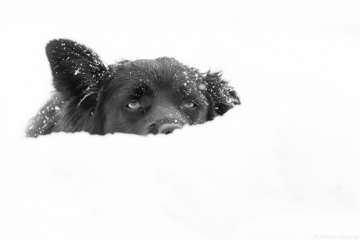 Sigma 150-500mm F5-6.3 DG OS HSM sample photo. Black dog,  parco nazionale gran paradiso 2016 photography