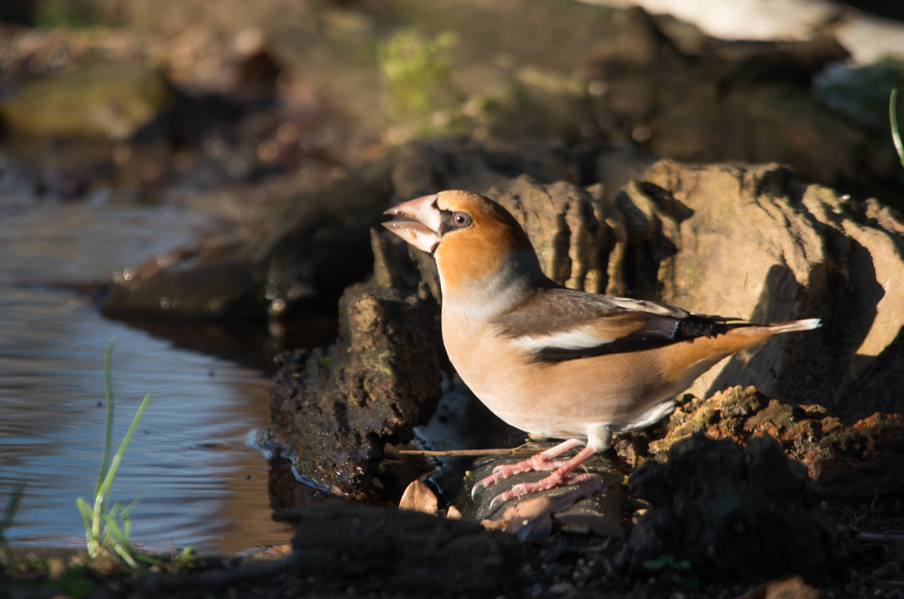 Sigma 150-500mm F5-6.3 DG OS HSM sample photo. Hawfinch photography