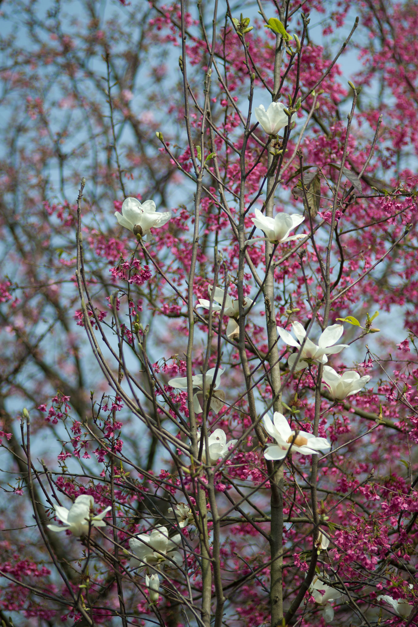 Nikon D700 + Nikon AF Nikkor 180mm F2.8D ED-IF sample photo. Flowers photography