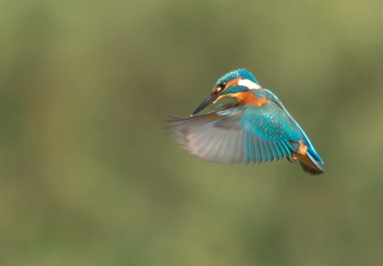 Sigma 150-500mm F5-6.3 DG OS HSM sample photo. Kingfisher photography