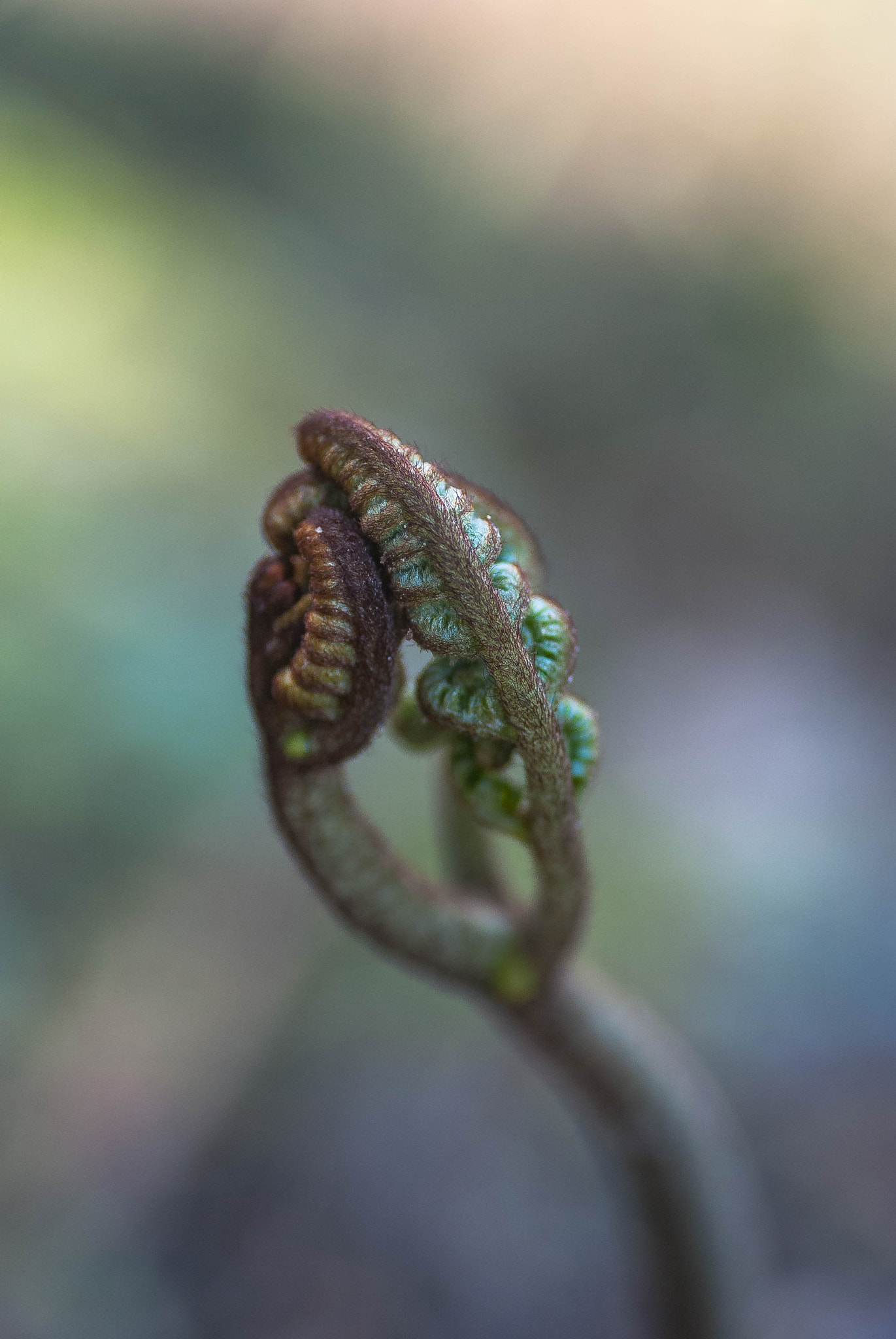 Nikon D60 sample photo. Fronde photography