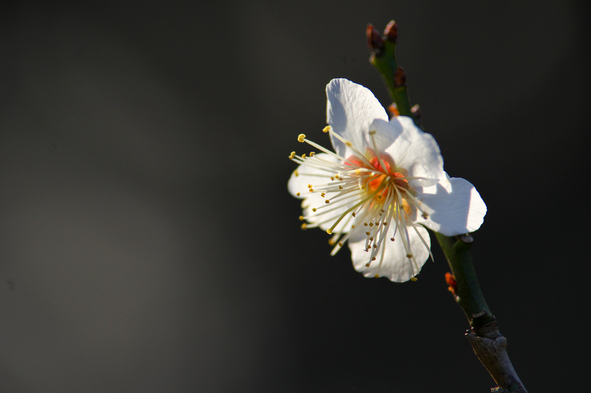 Pentax K-3 sample photo. 梅 mume photography