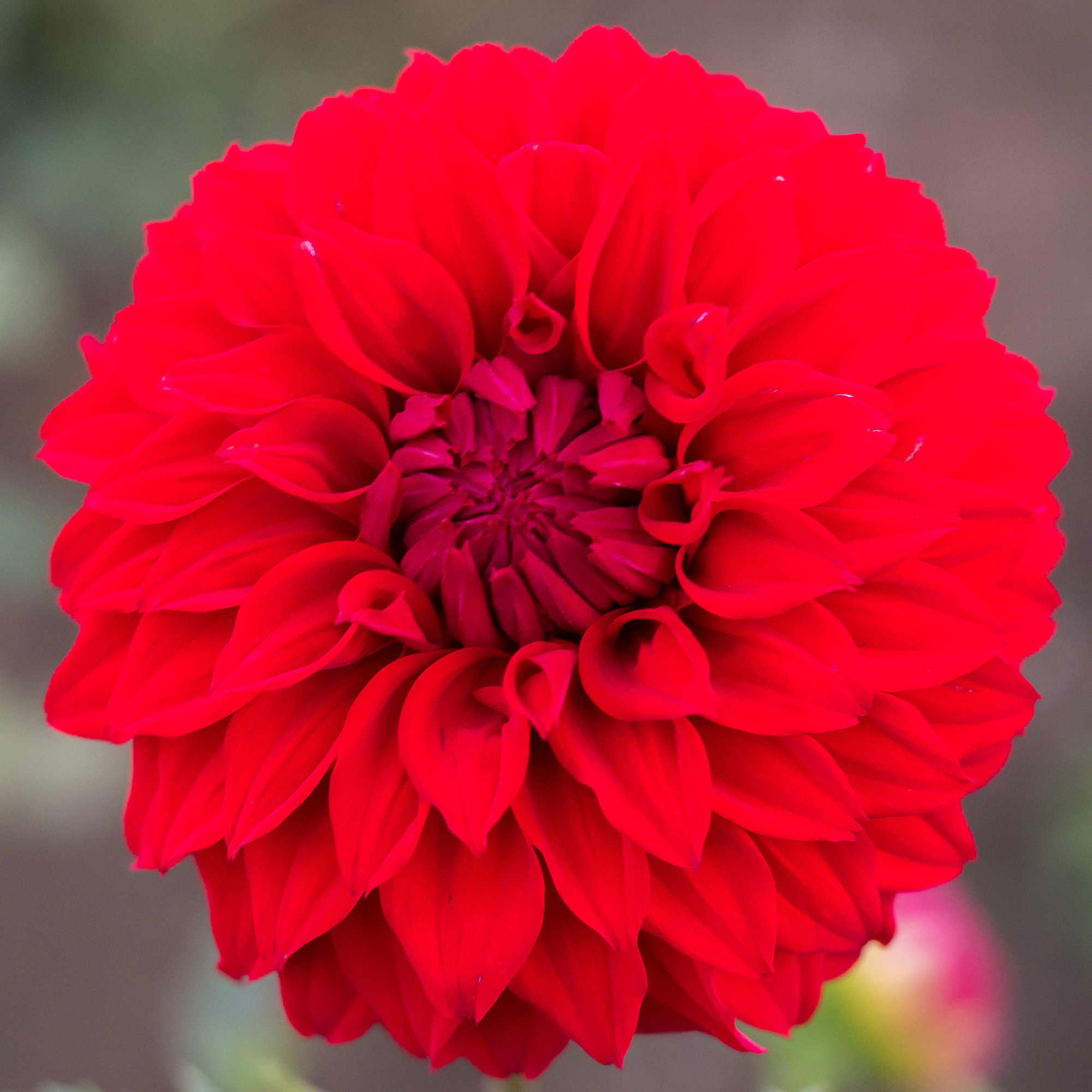 Olympus PEN E-P5 sample photo. Flower photography