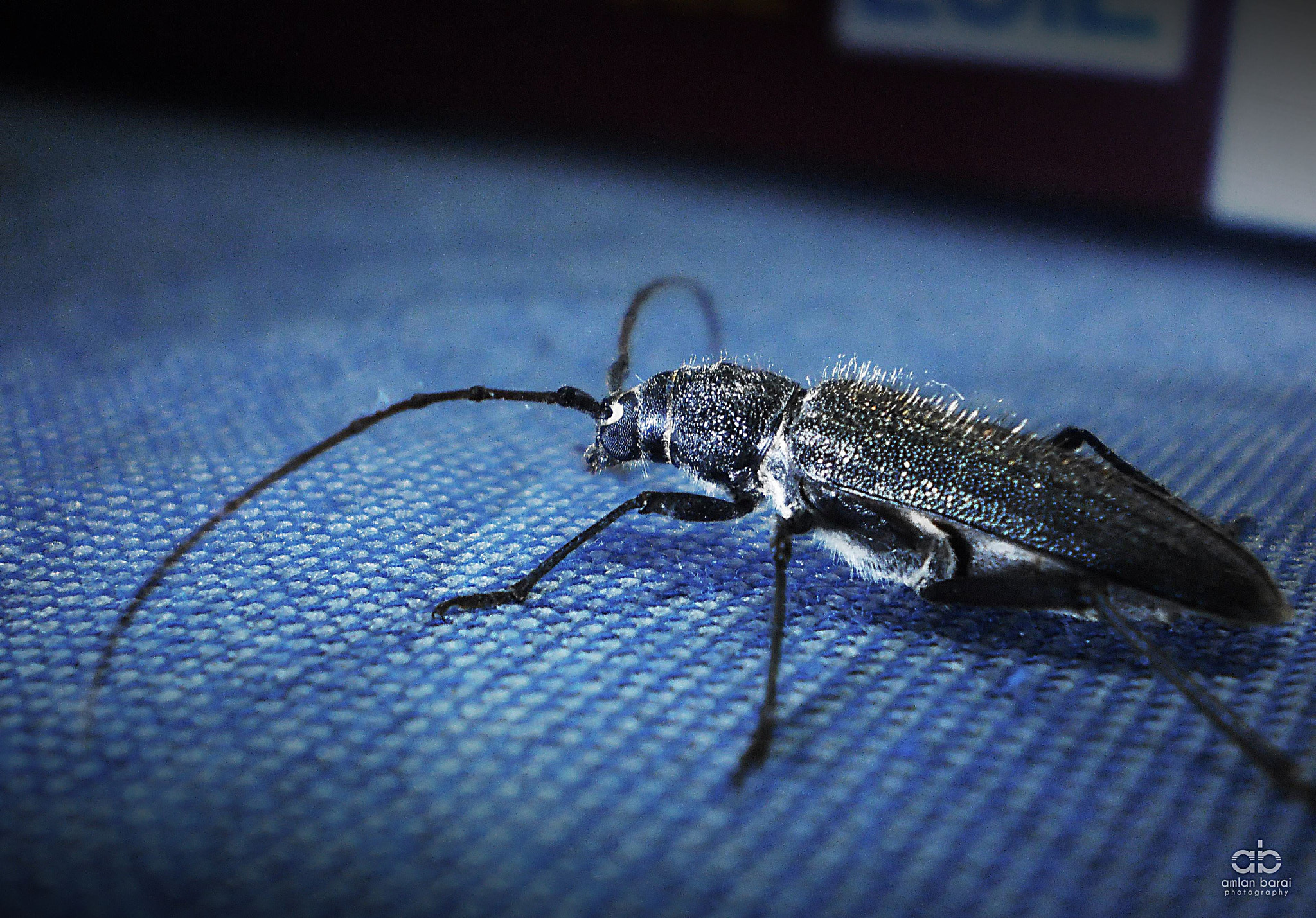 Olympus T105,T100,X36 sample photo. A black beetle... photography