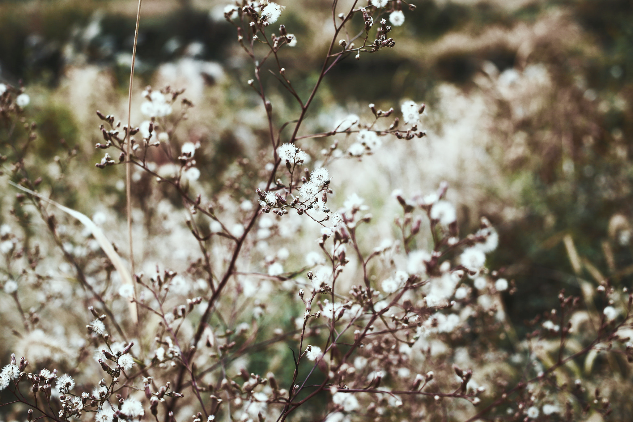 Canon EF 40mm F2.8 STM sample photo. Flowers photography