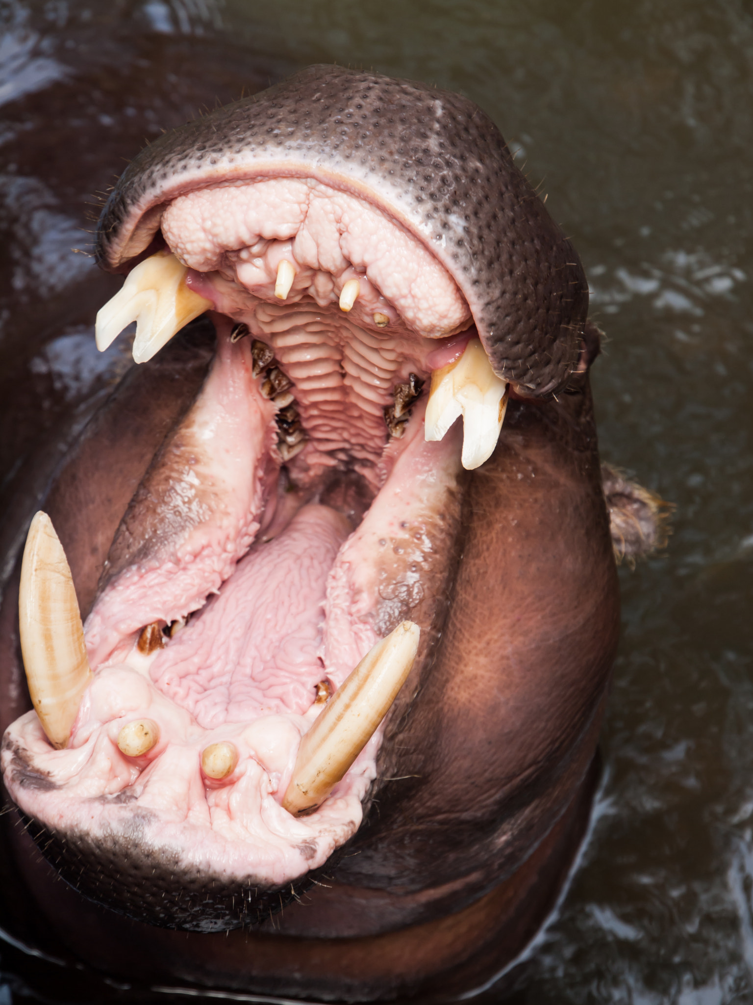 Olympus Zuiko Digital ED 12-60mm F2.8-4.0 SWD sample photo. Hippopotamus photography