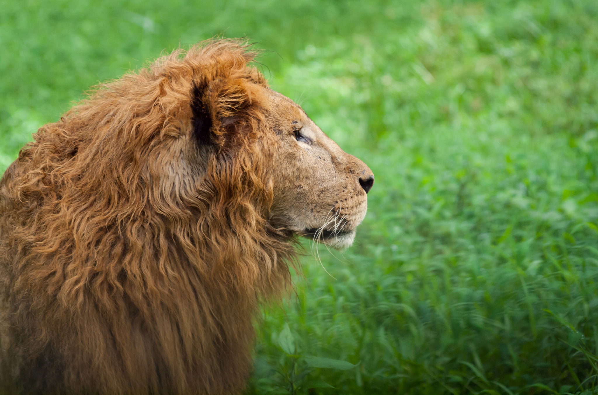 Olympus E-30 sample photo. Lion photography