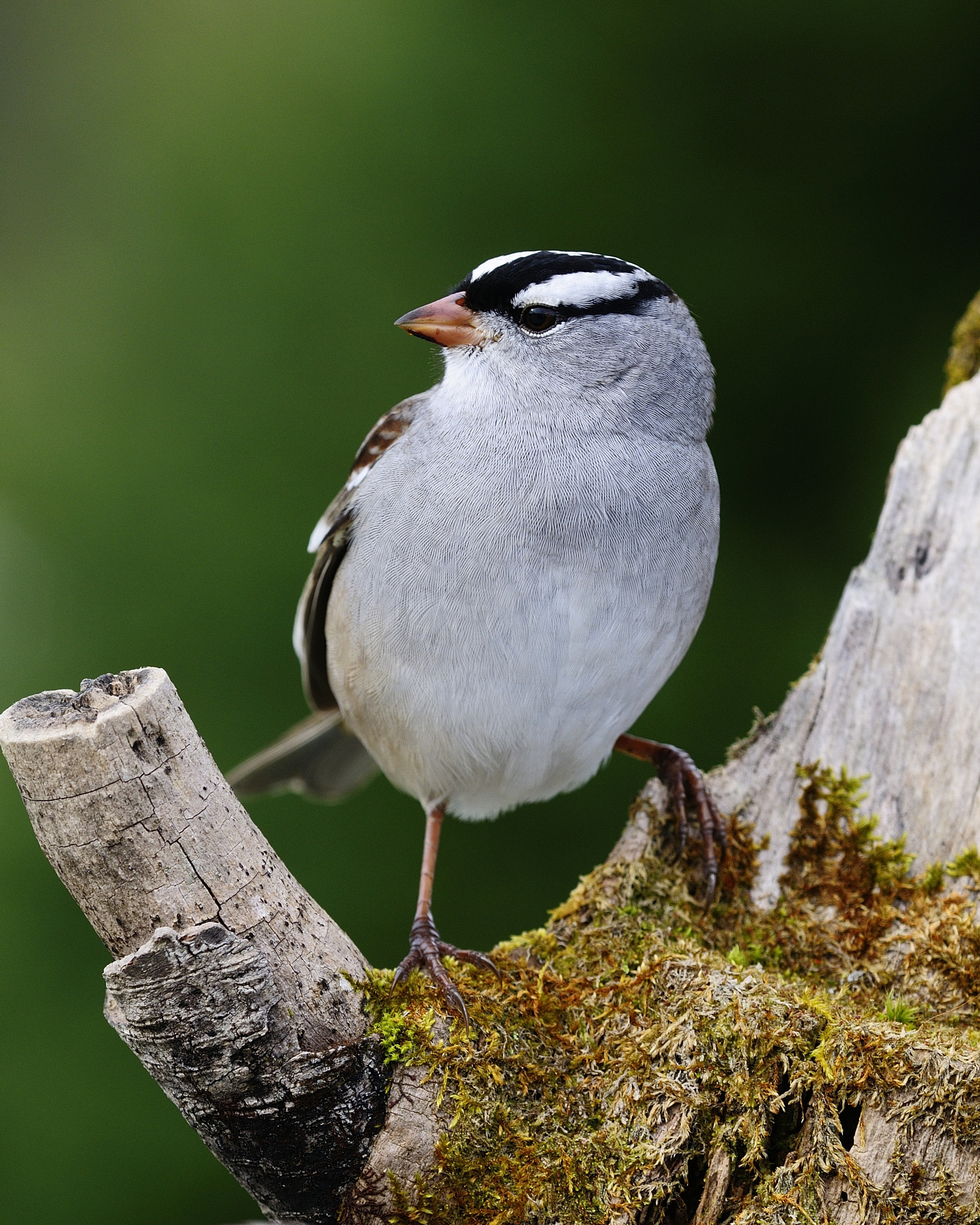 Nikon D300S + Nikon AF Micro-Nikkor 200mm F4D ED-IF sample photo. Bruant à couronne blanche zonotrichia leucophrys white crowned sparrow cdu photography