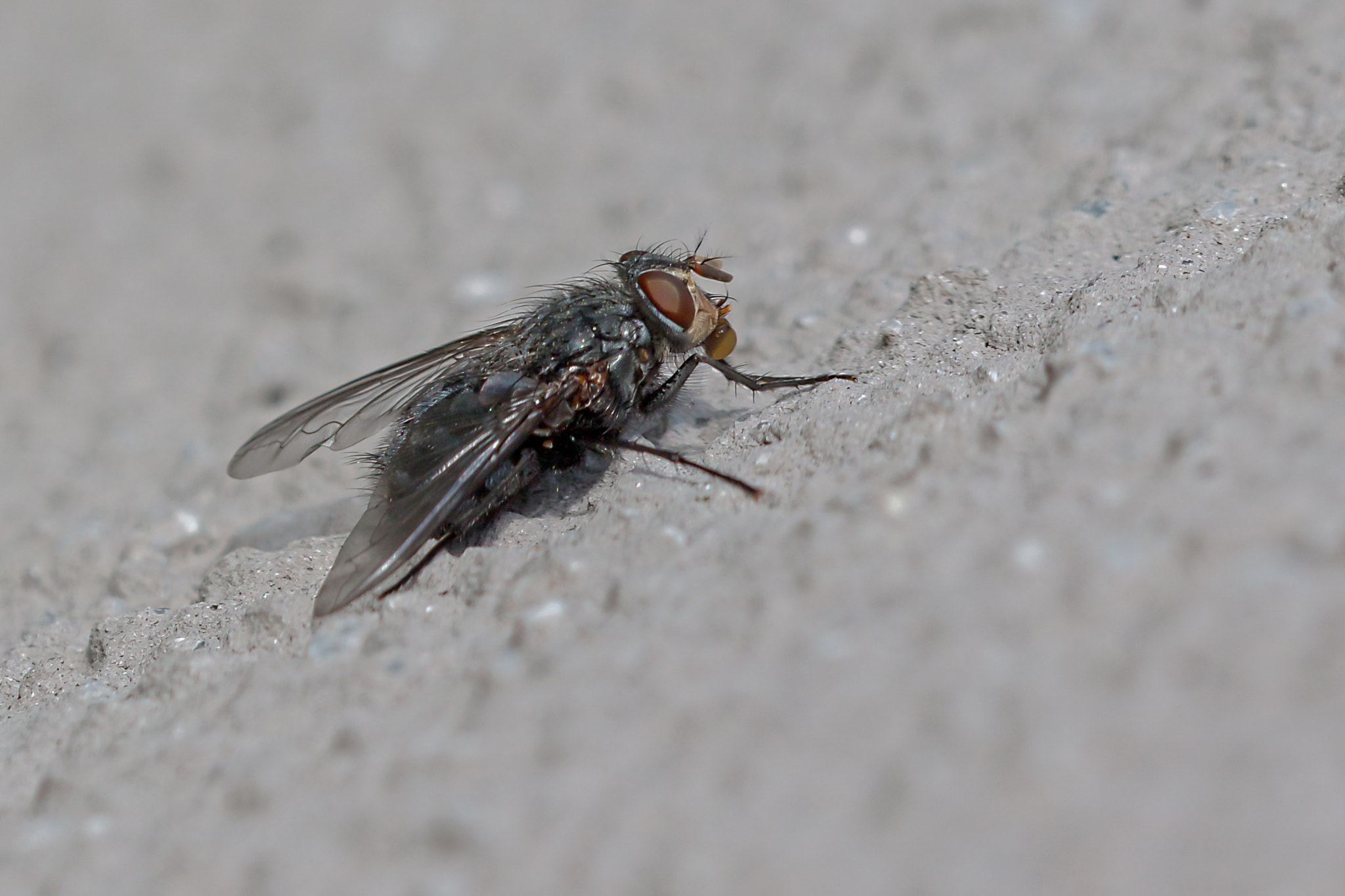 Sigma 150mm f/2.8 EX DG OS HSM APO Macro sample photo. Fleischfliege 2 photography