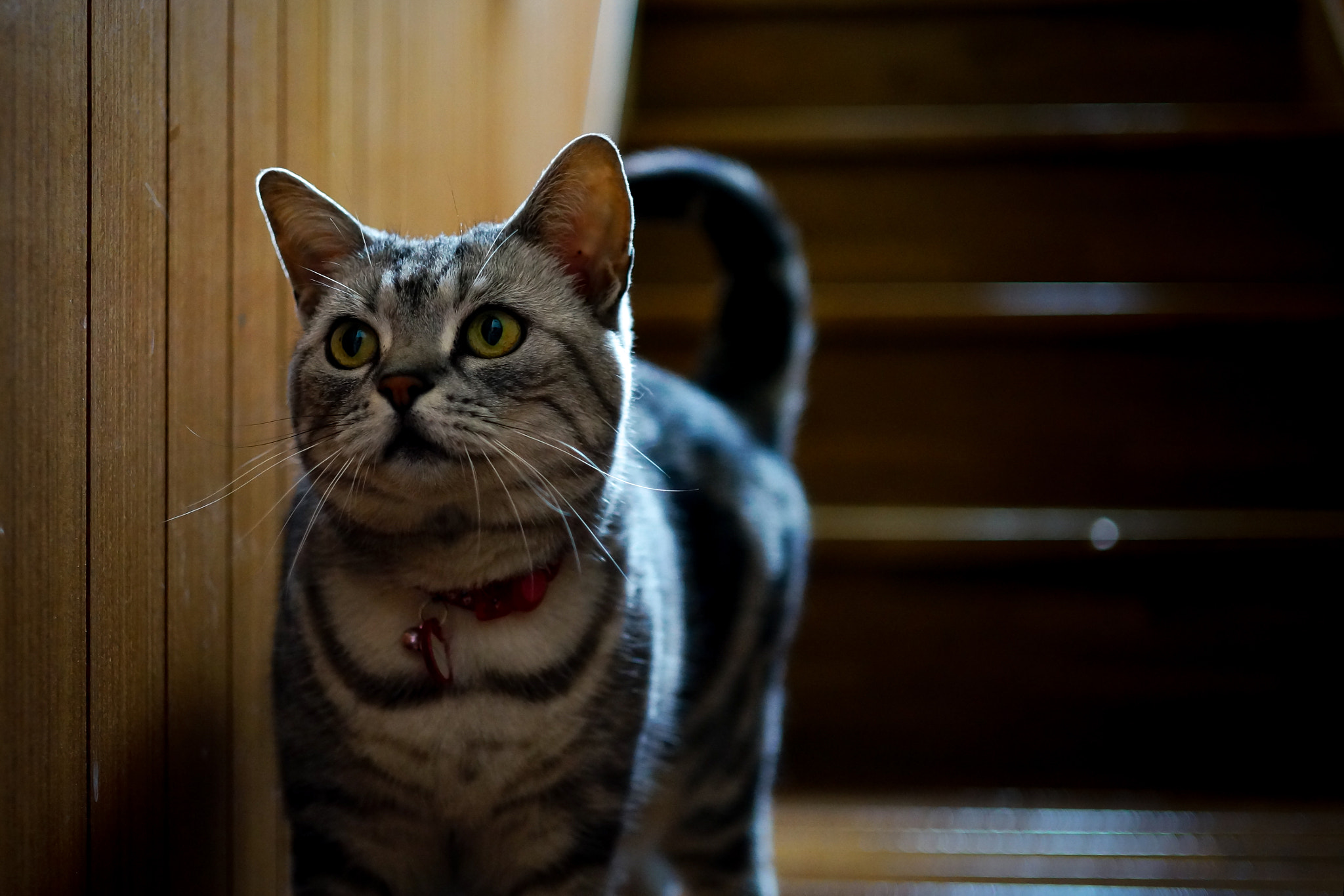 Sony Alpha NEX-5R + E 32mm F1.8 sample photo. Sally photography