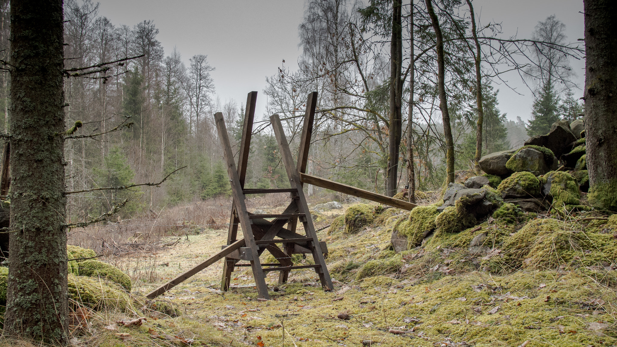 Olympus OM-D E-M5 + Sigma 19mm F2.8 DN Art sample photo. A forest walk photography