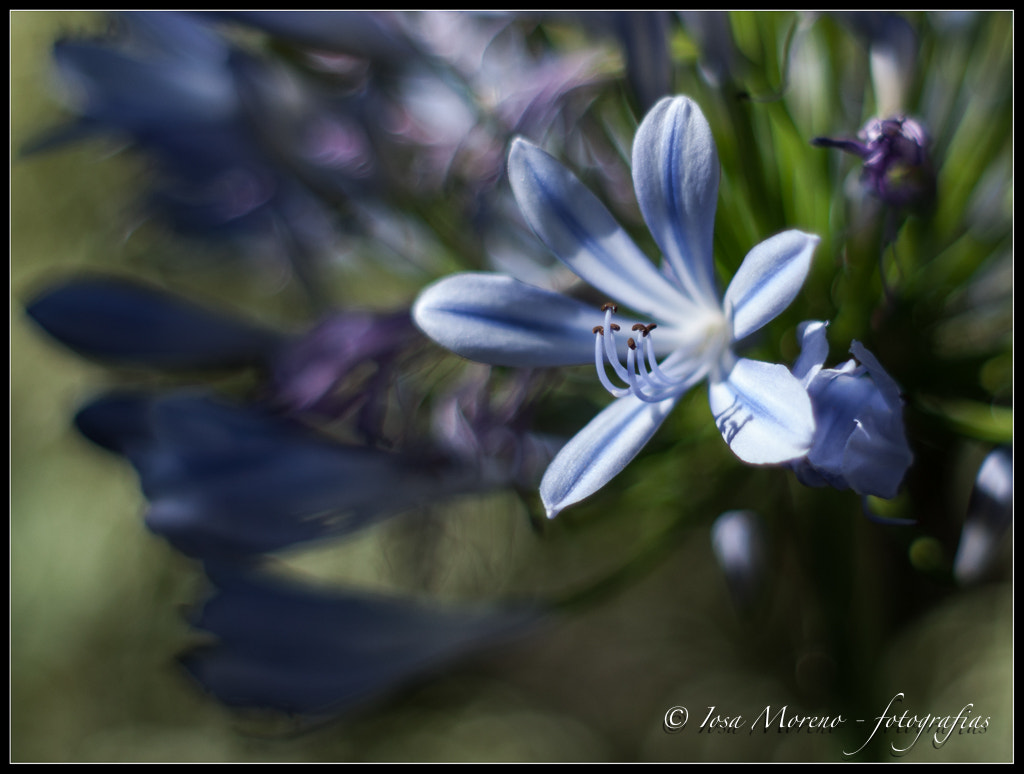 Sony Alpha DSLR-A700 + Minolta AF 50mm F1.7 sample photo. Magic... photography
