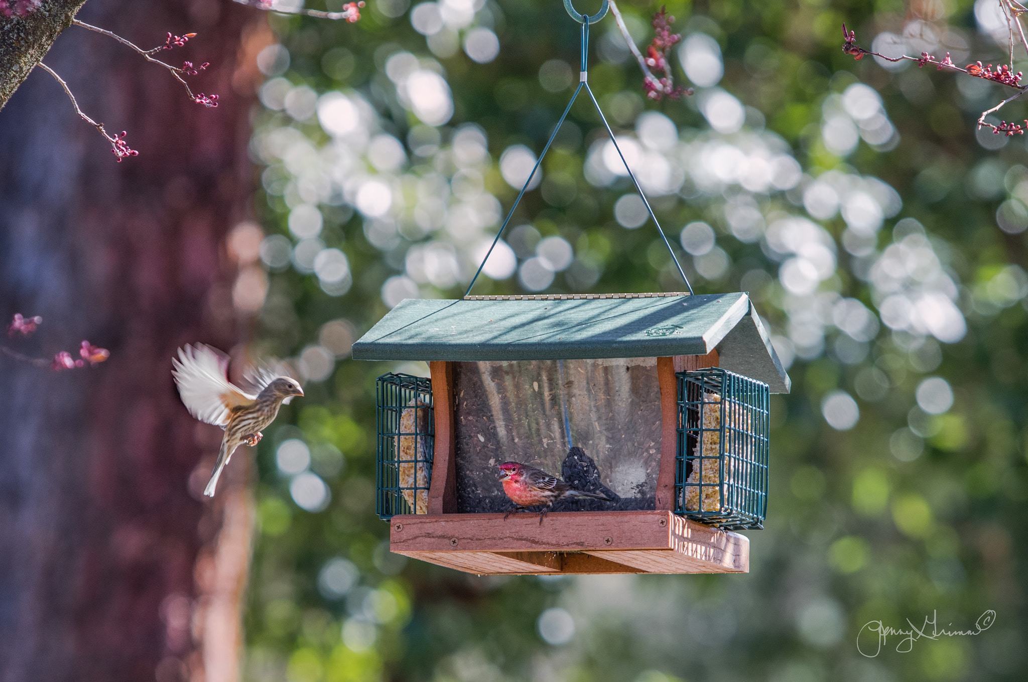Canon EOS 5DS sample photo. The birds are returning photography