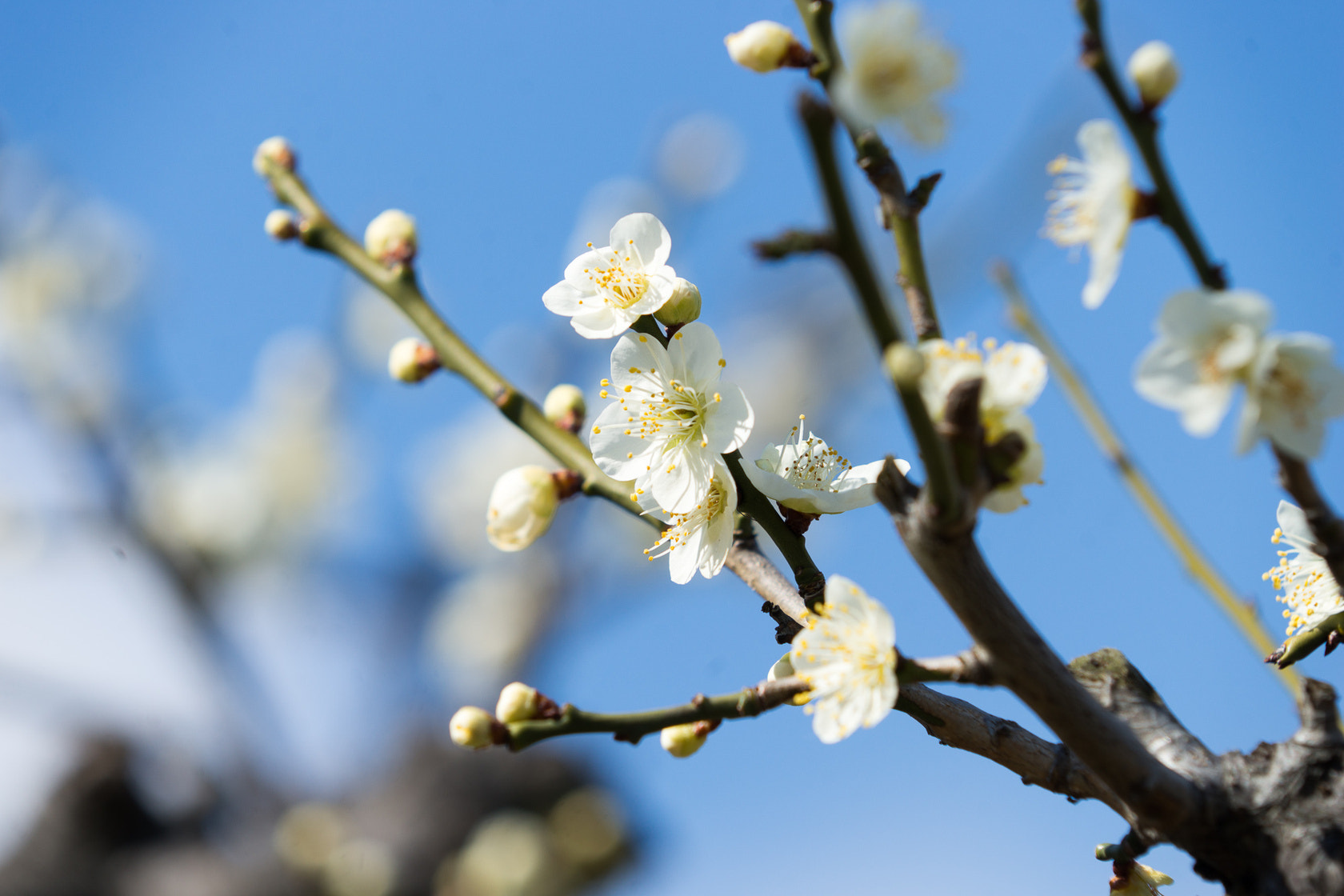 Sony 70-200mm F2.8 G SSM II sample photo.  2月份的时节还容不下樱花，梅花在大阪城下的公园里是华丽的主角。  photography