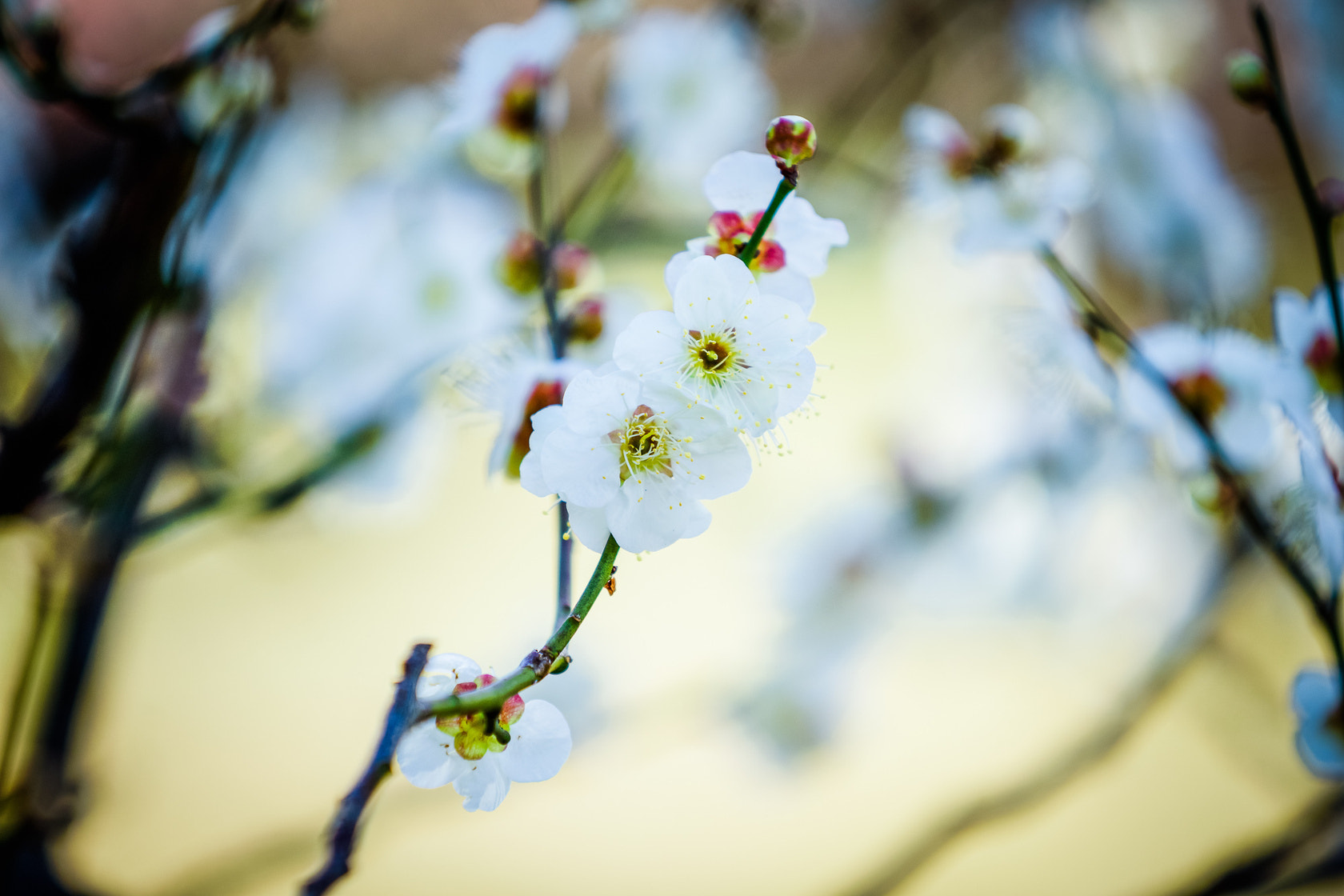 Sony 70-200mm F2.8 G SSM II sample photo.  2月份的时节还容不下樱花，梅花在大阪城下的公园里是华丽的主角。  photography