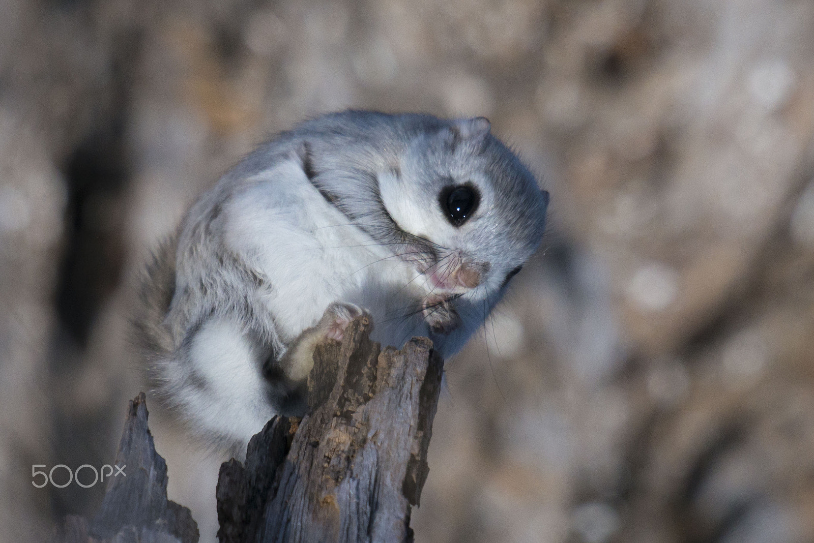 Nikon D800 + Nikon AF-S Nikkor 600mm F4G ED VR sample photo. ひげモジャ　エゾモモンガ photography
