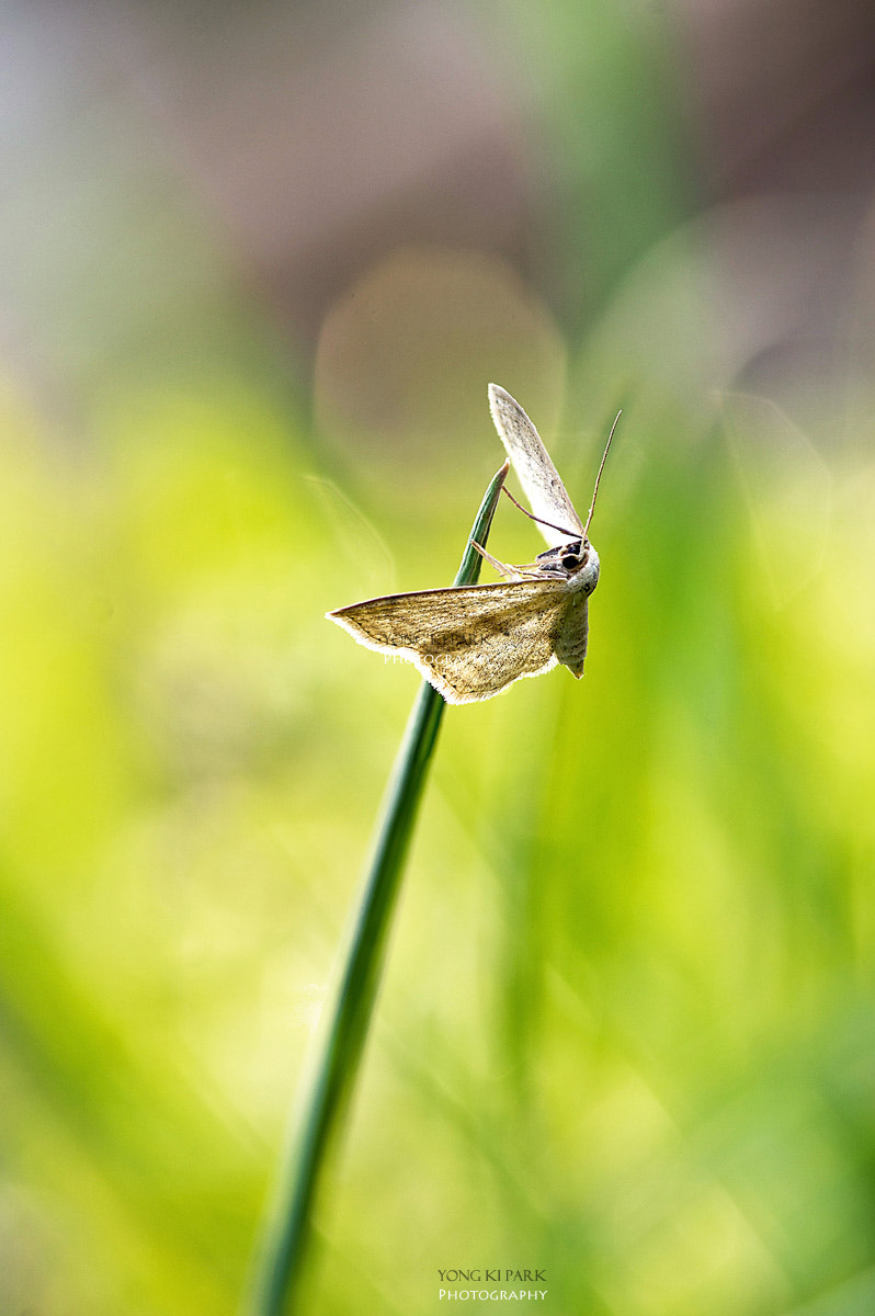 Pentax smc D-FA 100mm F2.8 macro sample photo. Dreaming in an april morning photography