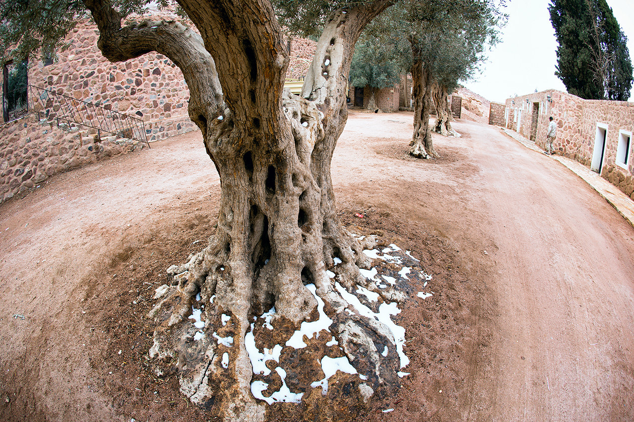 Canon EF 15mm F2.8 Fisheye sample photo