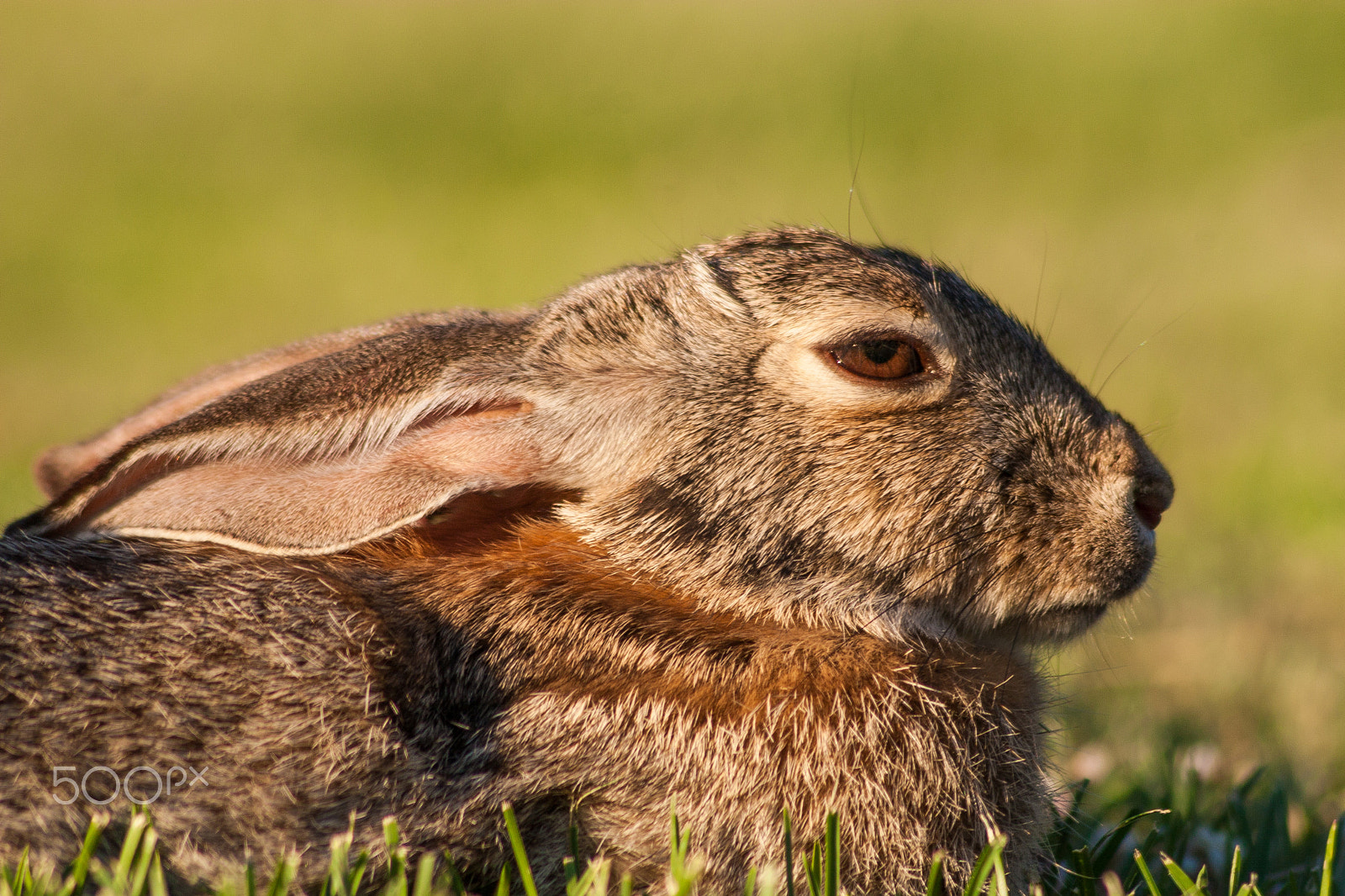Canon EOS 30D + Canon EF 75-300mm F4.0-5.6 IS USM sample photo. Cute cottontail portrait photography