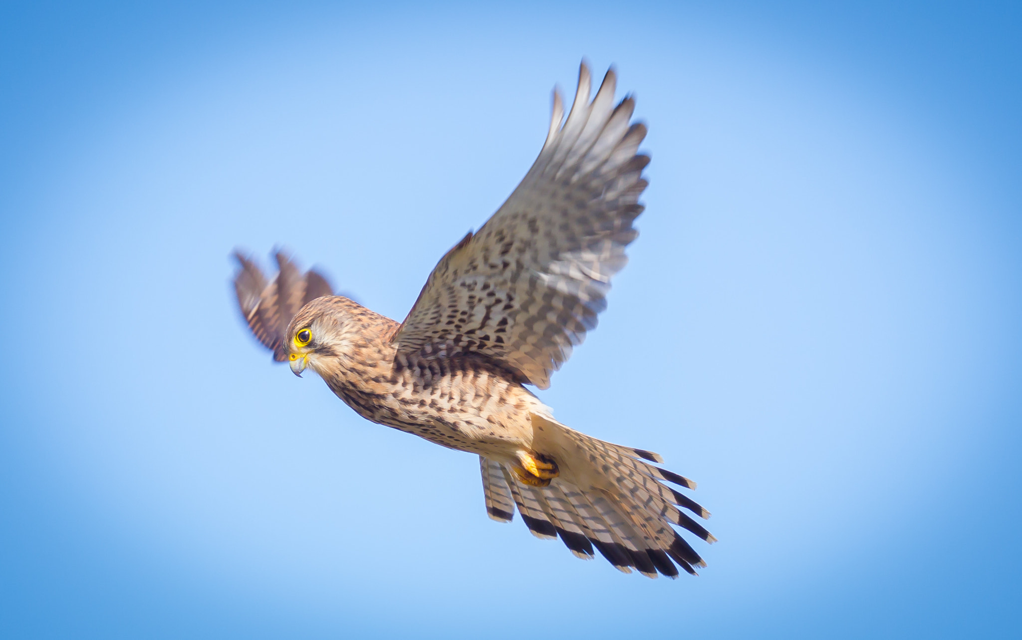 Canon EF 500mm F4L IS II USM sample photo. Kestrel photography