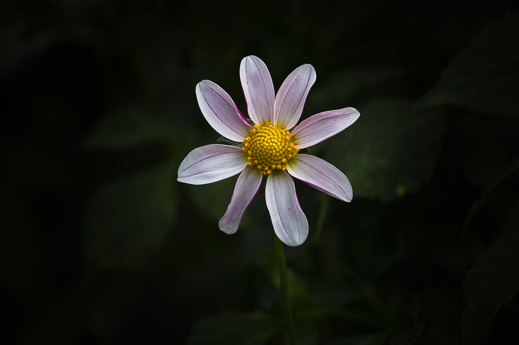 Canon EOS 5DS + Canon EF 70-200mm F4L USM sample photo. Star dahlia photography