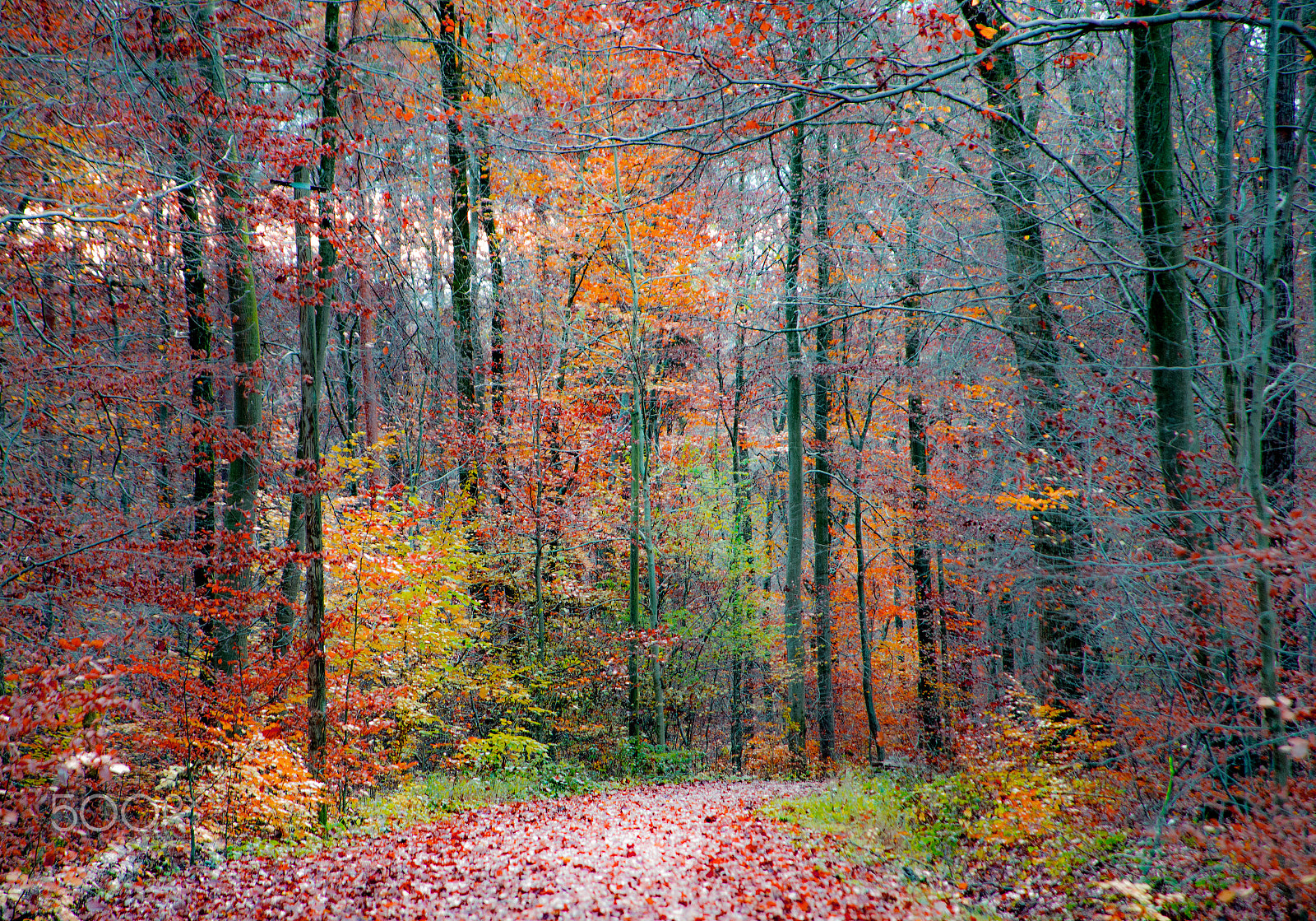 Nikon D600 + AF Zoom-Nikkor 24-120mm f/3.5-5.6D IF sample photo. Color forest photography