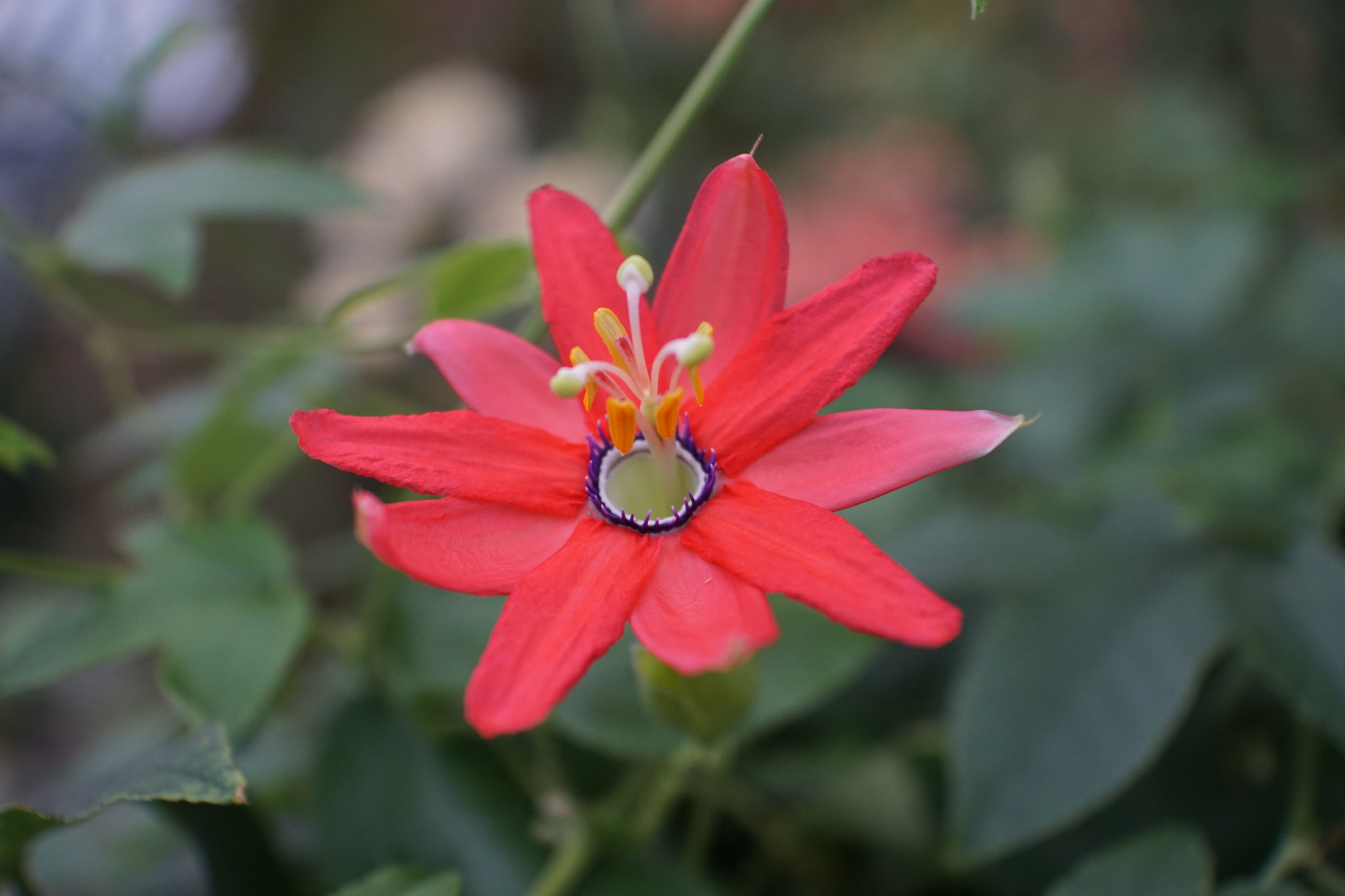 Sony a6000 + Sony DT 35mm F1.8 SAM sample photo. Flower in singapore photography