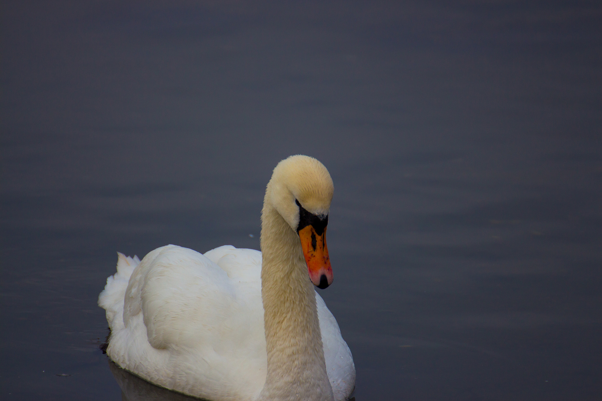 Canon EOS 650D (EOS Rebel T4i / EOS Kiss X6i) + Tamron SP 35mm F1.8 Di VC USD sample photo. Swan in the water photography