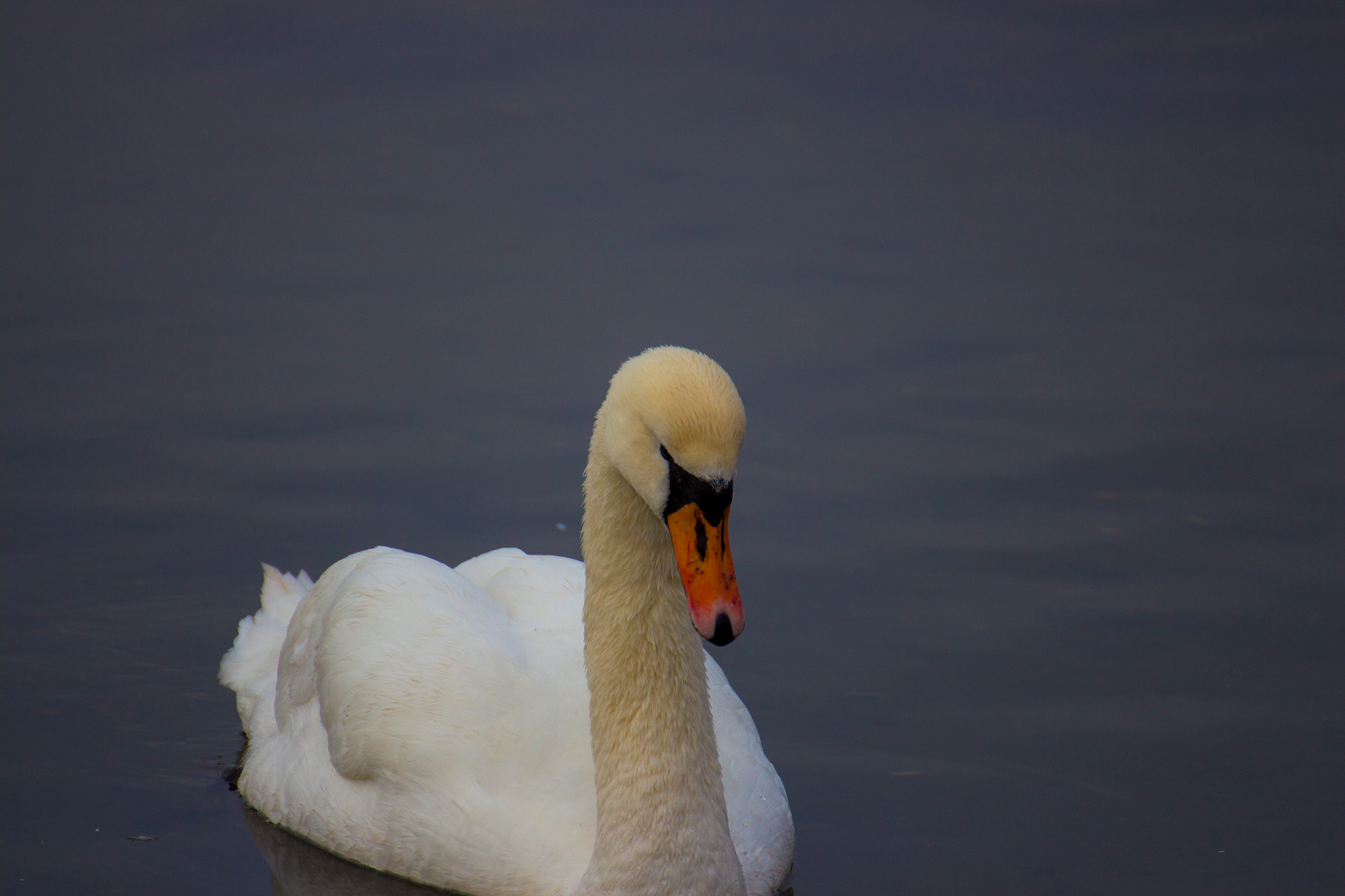 Tamron SP 35mm F1.8 Di VC USD sample photo. Swan in the water photography