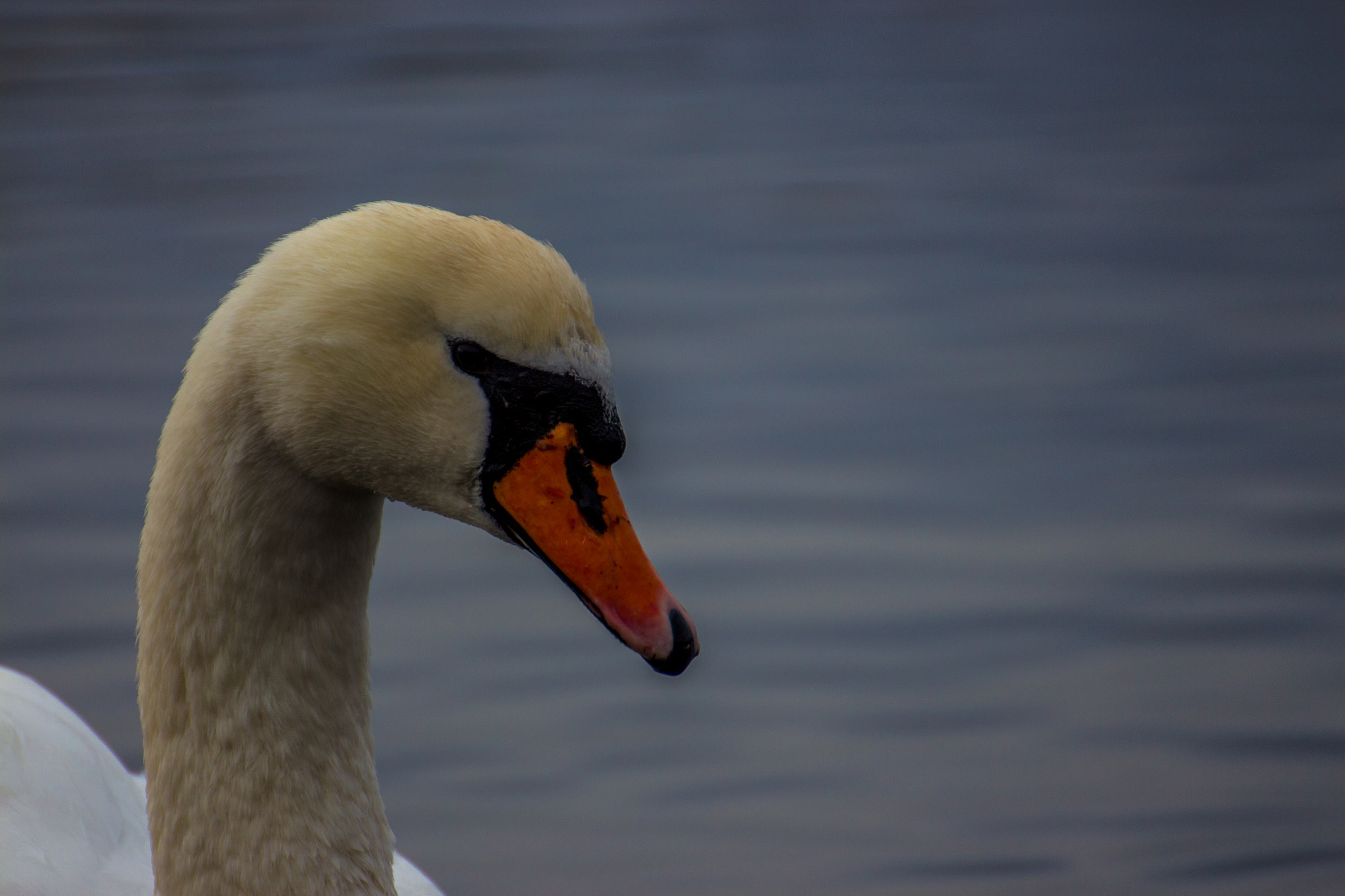 Canon EOS 650D (EOS Rebel T4i / EOS Kiss X6i) + Tamron SP 35mm F1.8 Di VC USD sample photo. Swan in the water photography