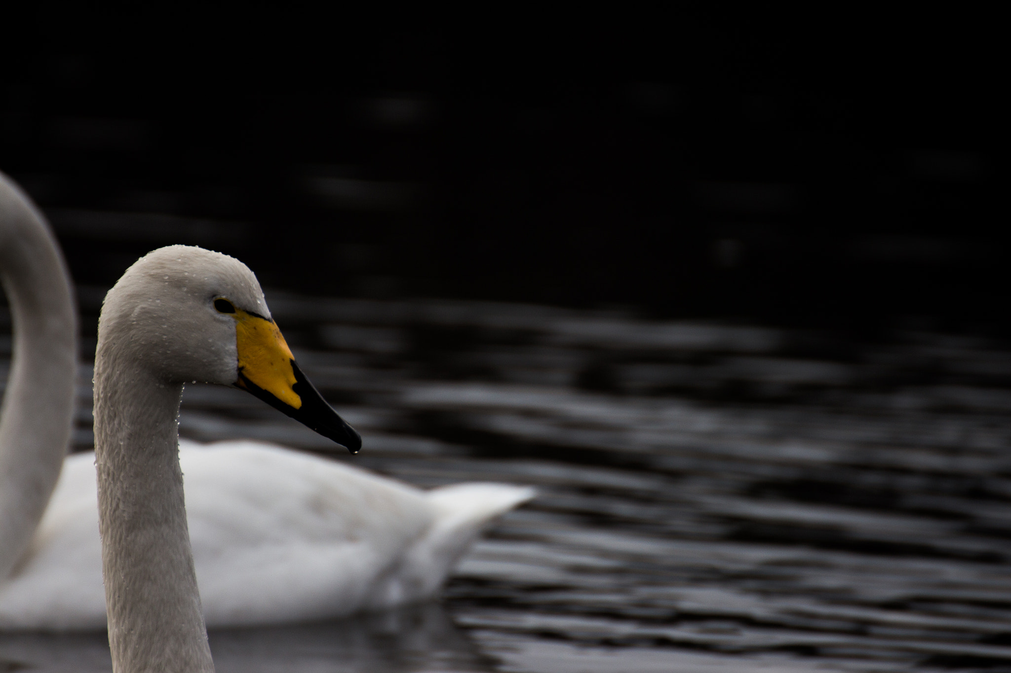 Tamron SP 35mm F1.8 Di VC USD sample photo. Swan in the water photography